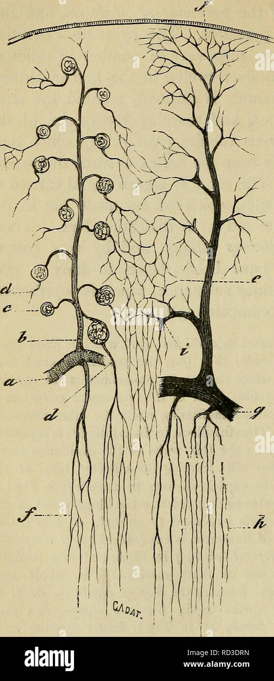 . Elementare Physiologie. Physiologie; Physiologie. 212 Elementaiy Physiologie. Die medulla, und öffnet an der Spitze Bellini (15 in Abb.) - Das epithel Futter. Abb. 100.- Vaskuläre Versorgung der Niere. (Cadiat.) Schematische. ", Teil der arteriellen Arch; b, interlobular Arterie; c, Glomerulus; d, ableitend Schiff vorbei für mich - als falsche dulla Arteria recta; e, Kapillaren von Cortex;/, Kapillaren von medulla; g, venöse Arch; h, gerade Venen der Medulla; j, Vena stellula; i, interlobular Vene. einer papille als Leitung des Tubulus ist das Ganze auf einer Basalmembran, und es unterscheidet sich in char Stockfoto