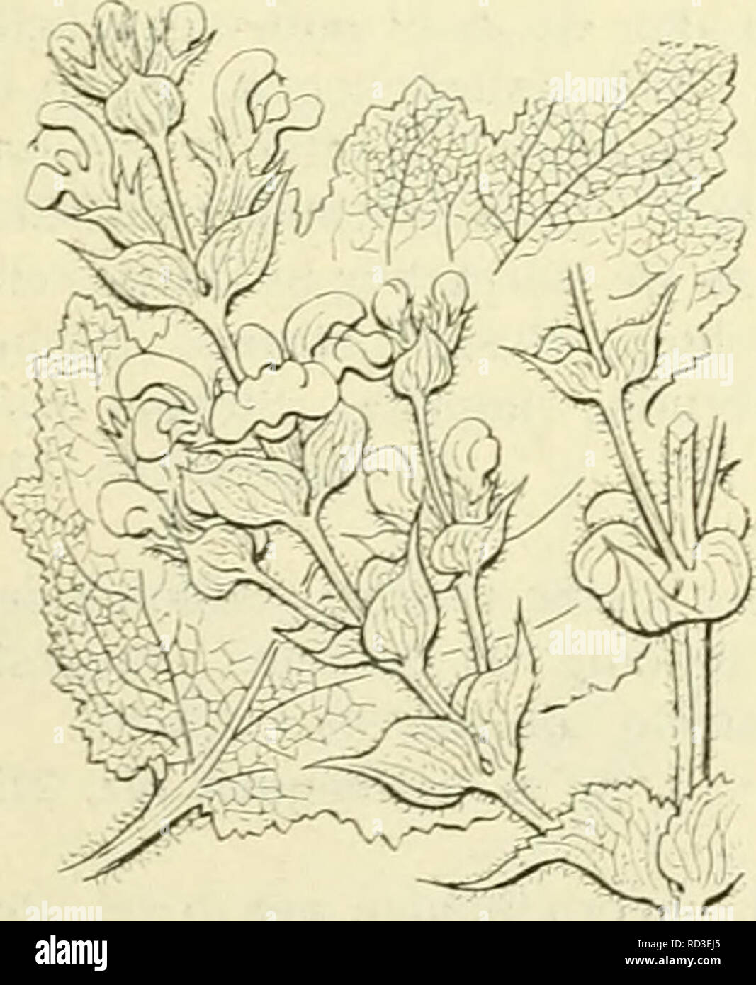 . De flora van Nederland. Pflanzen. Salvia officinalis, Abb. 254. S. officinalis J) L Salie (üg. 254). Deze sterk aromatische Pflanze ist heesterachti.^, Grijs kort behaard, sterk vertakt en De jonge Bladen zijn bijna Esprit. De takken staan rechtop en zijn naar Boven verwijderd bc-bladerd. De bladen zijn Langwerpig, iets Spits, de onderste en zijn middelste gestceld, soms geoord, alle zijn fijn gekarteld, fijnrimpelig, stijf, grijsachtig behaard der Groen. De bijschermen zijn 1-G-bloemig en zitten in de oksels van ten slotte schutbladen afvallende aan het eind Der takken dicht Terecht. De schutbladen z Stockfoto