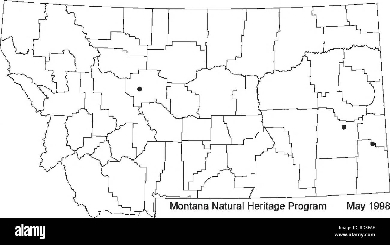 . Botanische und Vegetation Umfrage von Carter County, Montana, Büro für Landmanagement - verabreicht. Botanik; seltener Pflanzen. Montana Vertrieb: kleinen Sanddüne und zu unbekannten Ausmaß zu wichtigen osteuropäischen Flüsse; darunter drei Standorte in Carter, Cascade, und Custer. Carter County Verteilung: Eine Bevölkerung wird auf Medizin Rocks State Park bekannt. Hinweis: Es ist von nachgeschalteten am Little Missouri River bekannt in North Dakota (North Dakota natürlichen Erbes Programm 1990,1993), aber es gibt keine BLM-verwalteten Grundstücke angrenzenden dieser Fluss in Montana. Schisandra subglabrum Smoot Stockfoto