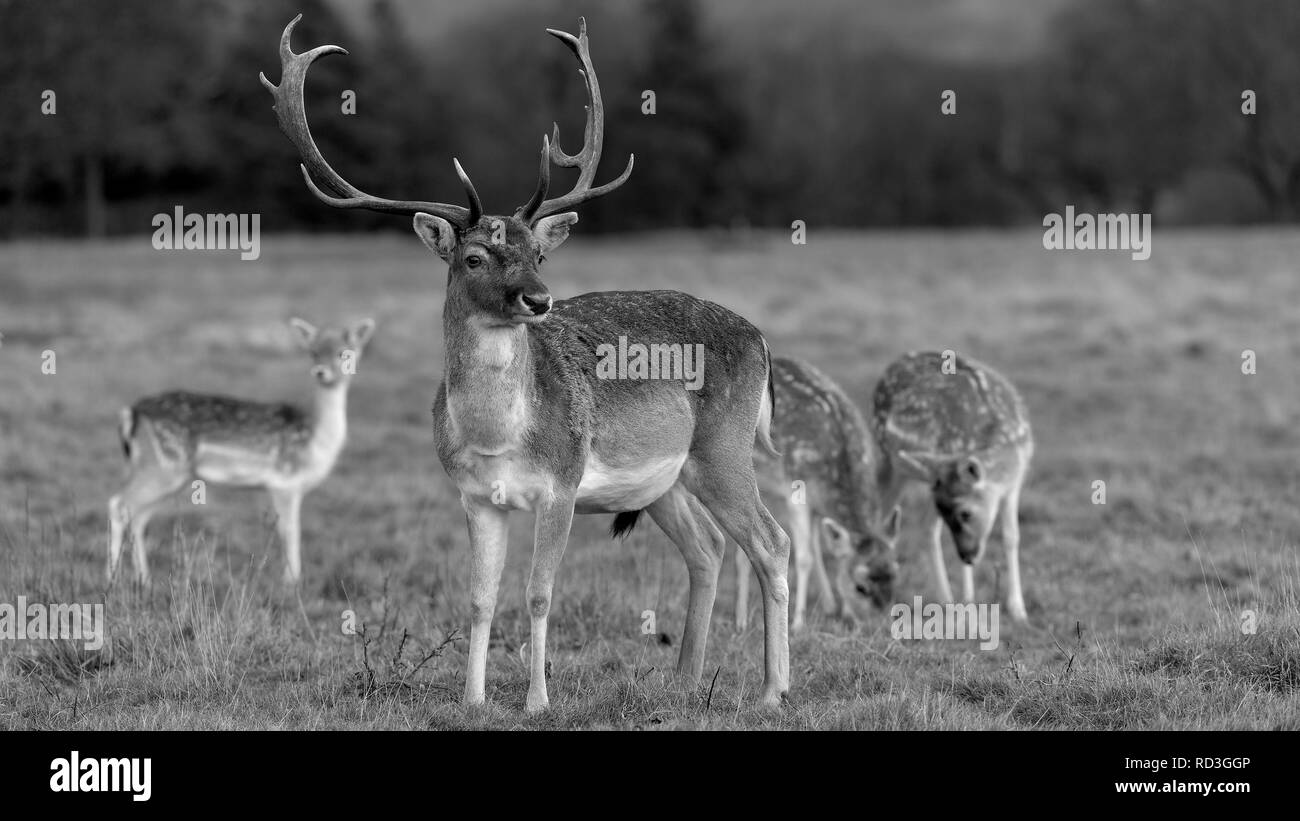 Rehe in der Abendsonne - Attingham Park an der Ilm Stockfoto