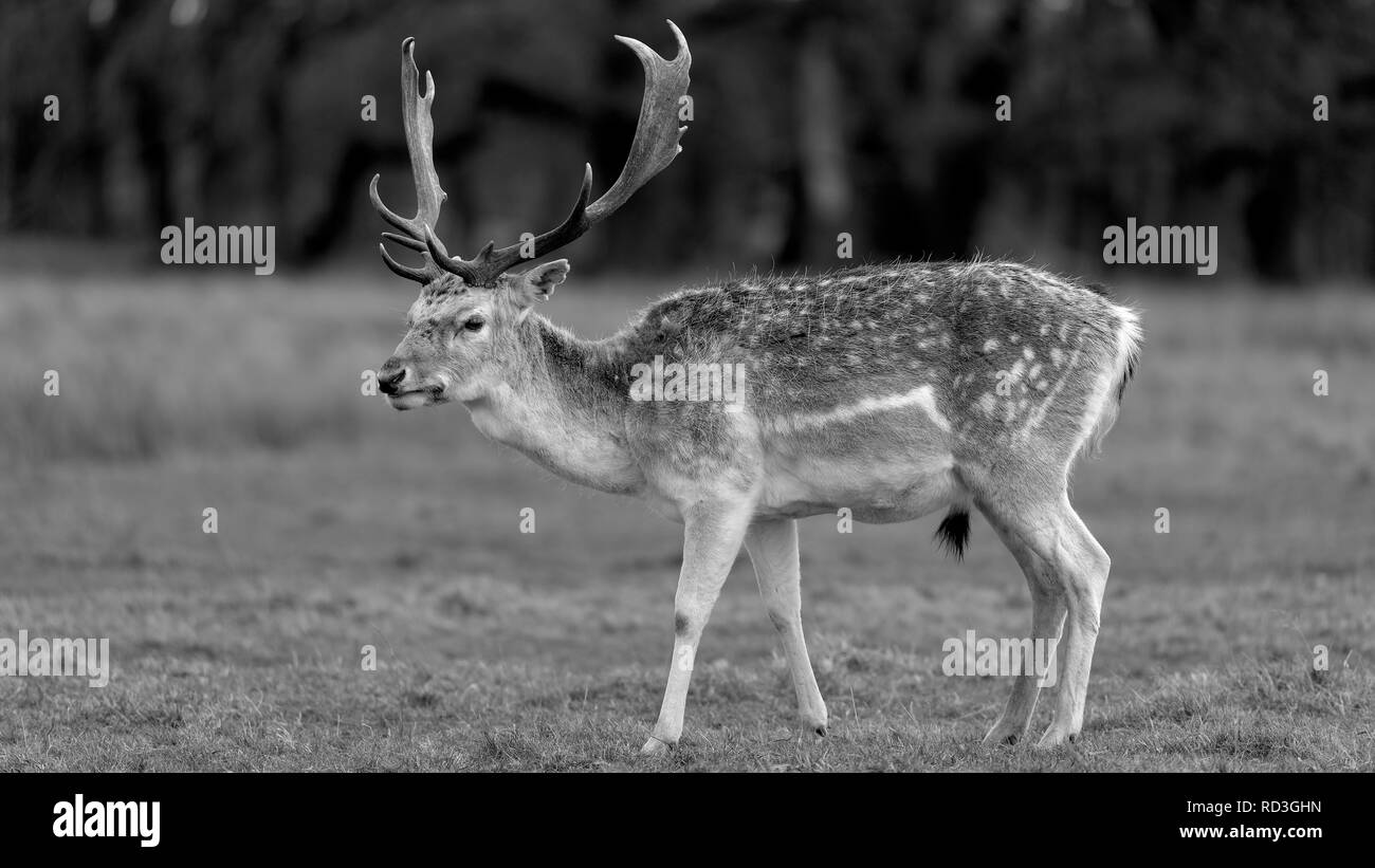 Rehe in der Abendsonne - Attingham Park an der Ilm Stockfoto