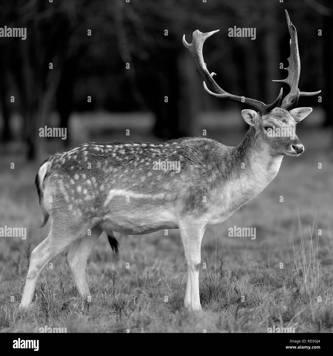 Rehe in der Abendsonne - Attingham Park an der Ilm Stockfoto