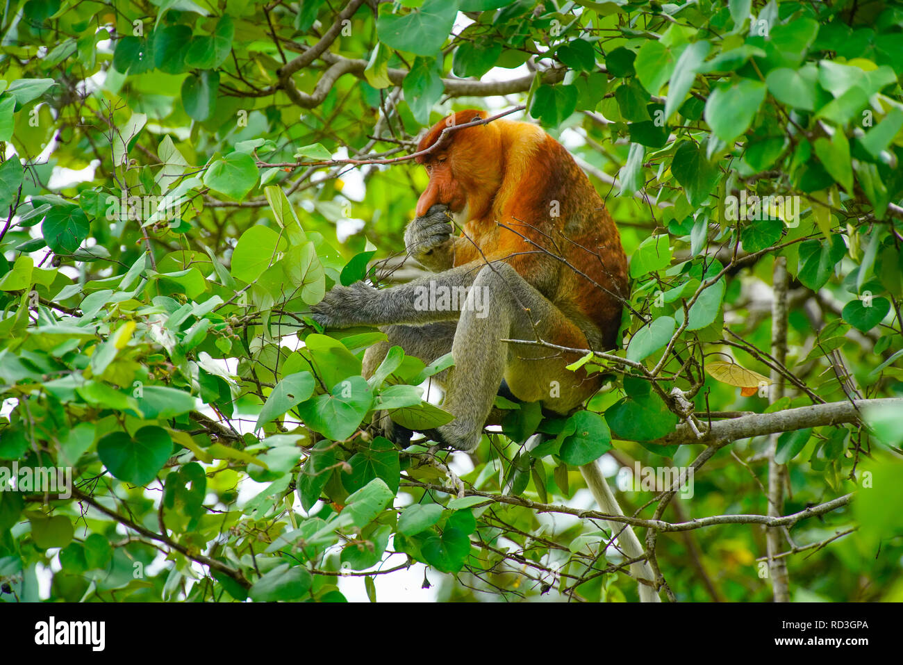 Proboscis Affen essen, Insel Borneo, Malaysia. Stockfoto