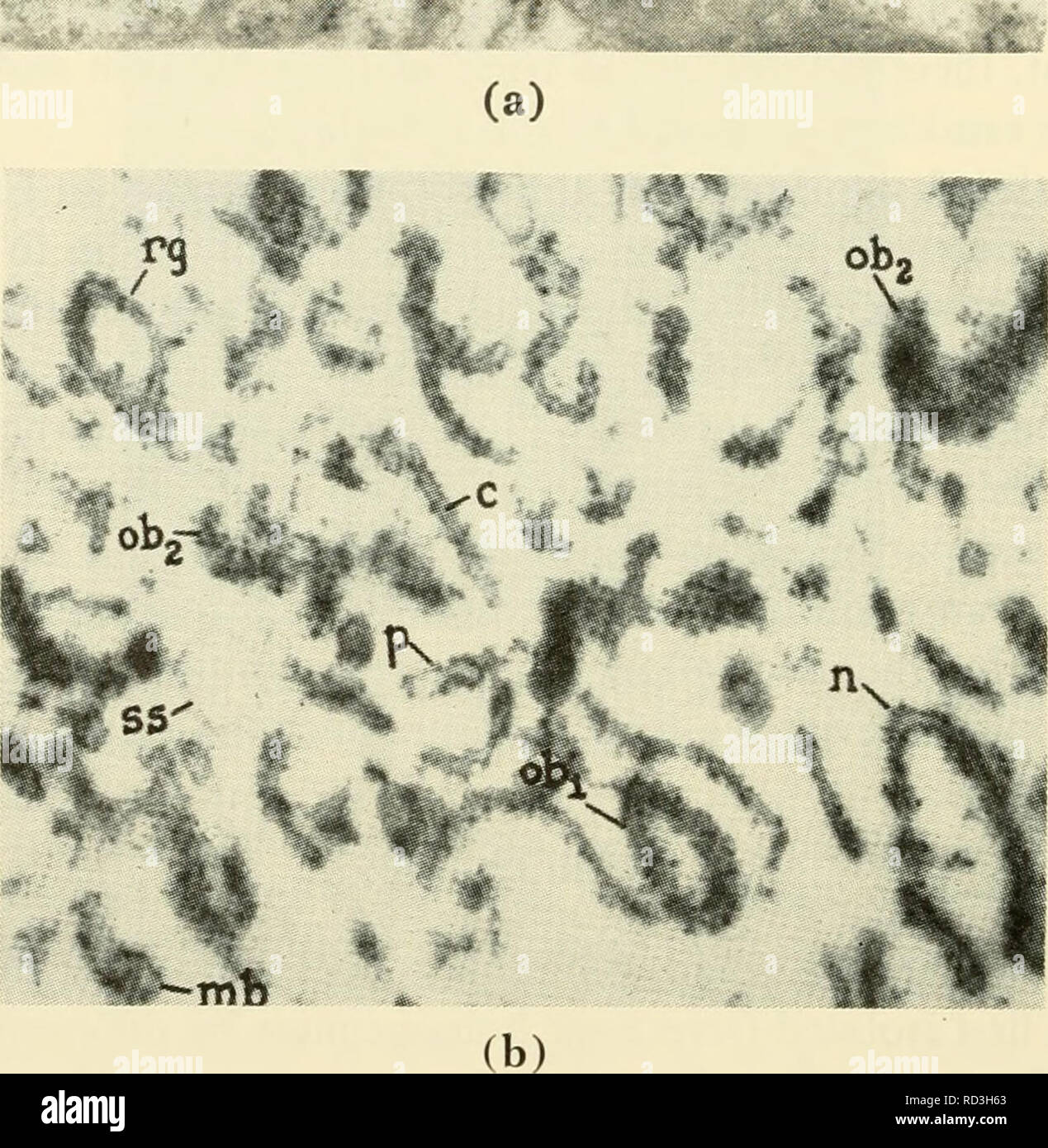 . Zytologie. Zytologie. m.. Abbildung 3-26. (A) Electron Micrograph von kleinen Teil des Zytoplasma der Parenchymatous Leberzelle, zeigt Array von neun längliche Profile (e^, EG) der rauen - beschichtete Sorte, die in drei Dimensionen entspricht einem Haufen bevorzugt orientierten cisternae. Zahlreiche kleine Partikel mit hoher Elektronendichte (kleine Granulat der Firma Pylos, Ribosomen) sind auf der äußeren Oberfläche der Membran eingehängten Begrenzung der cisternae. Ähnliche Partikel frei in den dazwischenliegenden Zytoplasma verteilt. Profile der fünf Mito - chondria (m) sind ebenfalls sichtbar, (b) Elektron Microgra Stockfoto