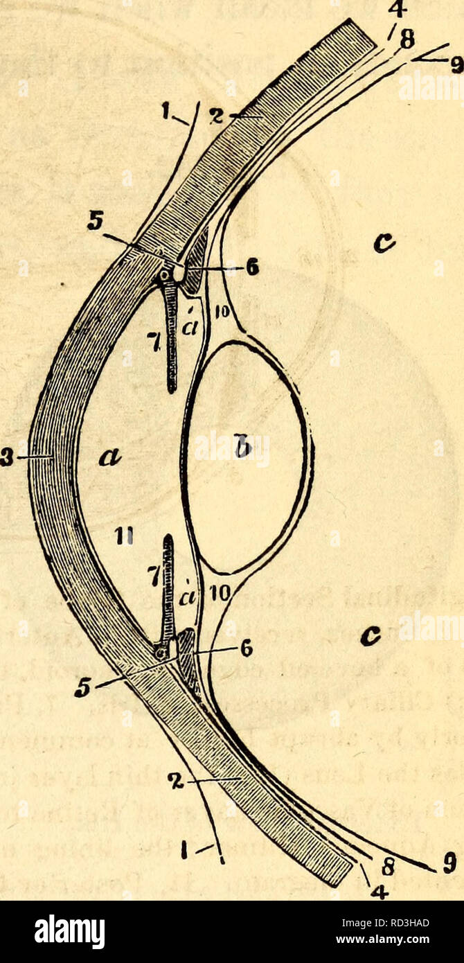 . Elementare Anatomie und Physiologie: für Hochschulen, Akademien und anderen Schulen. Anatomie und Physiologie. Und Physiologie. 371 682. Choroid Mantel.-Iris. ". 340. - Ciliary Prozesse. - Die mittlere Schicht des Auges bis drei Portionen vorgenommen, die Aderhaut, die Iris und die Ciliary pro-zessen. Die erste, Aderhaut, wird aus der Tatsache, dass es sich voll und ganz der Blut genannt - Schiffen, einer Schokolade-braune Farbe auf der Außenseite und ein tiefes Schwarz auf der Innenseite. Es deckt die hinteren vier Fünftel des Auges, und entspricht der Sklerotischen Mantel von ausserhalb. Die Iris, so von der Vielfalt genannt Stockfoto