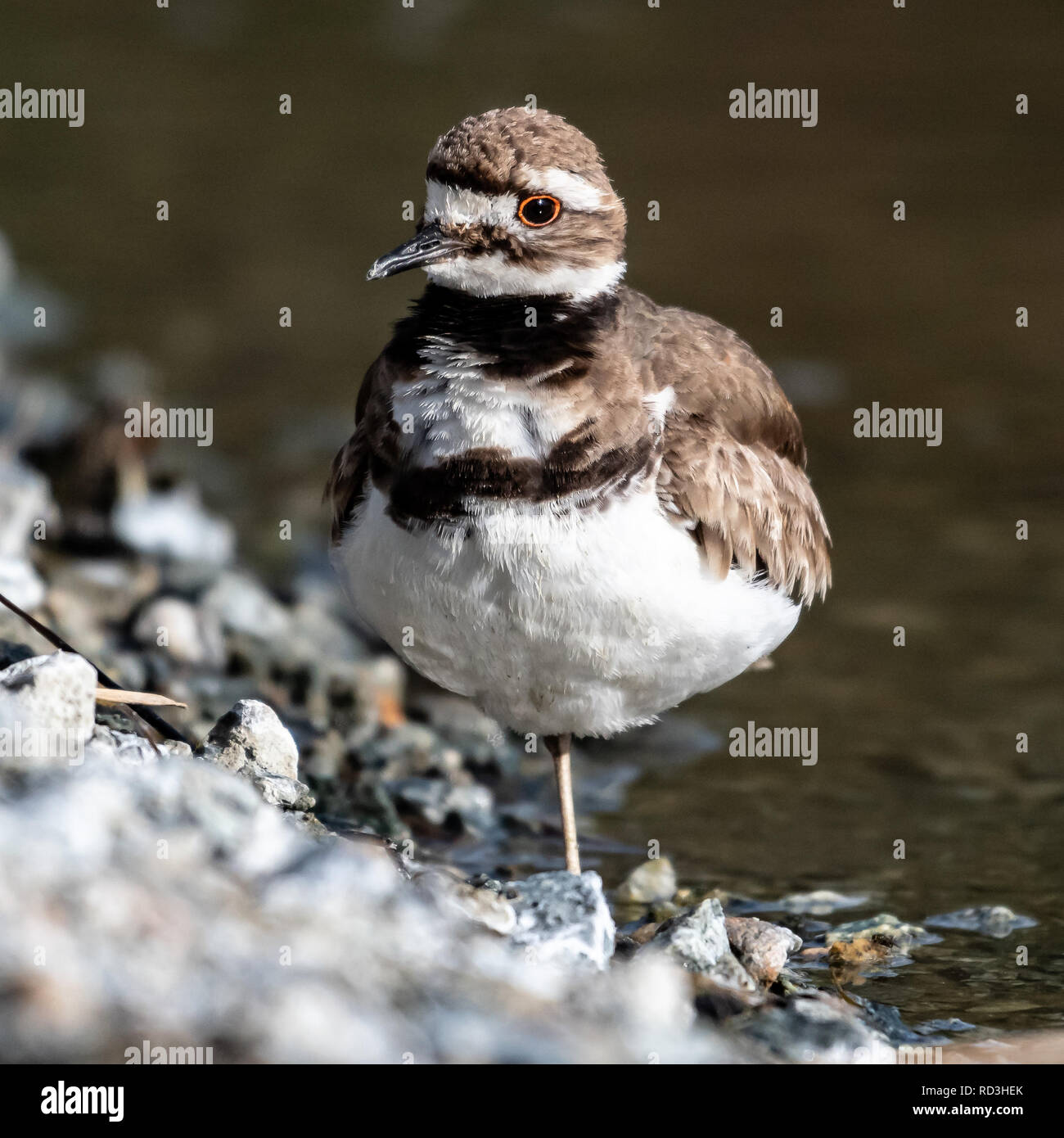 Porträt einer Killdeer Vogel bei Water's Edge, Kanada Stockfoto