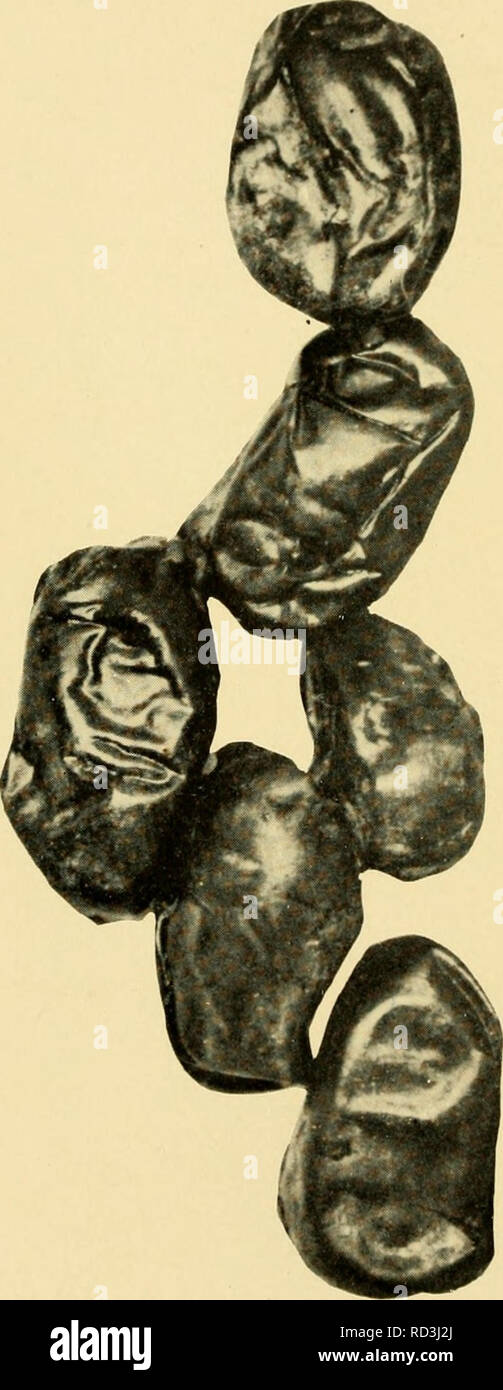 . Datum wachsen in die Alte und die Neue. Datum Palm. &Lt;-w • - <a fJ.2-:°°°°°° SS H S 3. Bitte beachten Sie, dass diese Bilder sind von der gescannten Seite Bilder, die digital für die Lesbarkeit verbessert haben mögen - Färbung und Aussehen dieser Abbildungen können nicht perfekt dem Original ähneln. extrahiert. Popenoe, Paul Bowman, 1888-1979; Bennett, Charles L. Altadena, cal. , West Indien Gärten Stockfoto