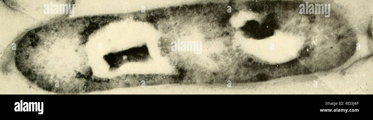 . Die cytologie und Leben - Geschichte der Bakterien. Bakterien. ^^. Bitte beachten Sie, dass diese Bilder sind von der gescannten Seite Bilder, die digital für die Lesbarkeit verbessert haben mögen - Färbung und Aussehen dieser Abbildungen können nicht perfekt dem Original ähneln. extrahiert. Bisset, Kenneth Alexander. Baltimore: Williams und Wilkens Stockfoto