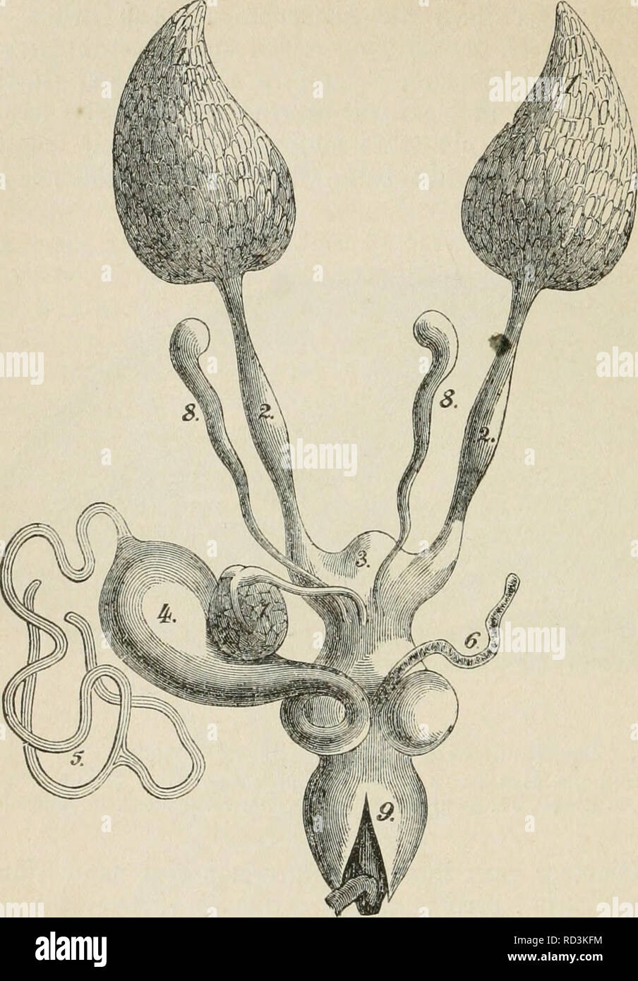 . Das Buch von der Biene. Bienen; Biene Kultur. 134 ^^ Jiatutgejc ic^te ber SBtene. Eine "Ün^ ai^i^ (ntiänge rejp. S) rüjen, bie für biejen Gansen^ tpporat lf) ragenbe SSirfjtigfeit erdor^^ aben. ® tre!t in bie® d) Eibe münbet ber 3 Ich [u § fü! £) runQ§' Bande einer!^^ en, fngetigen irjeforngro © rufe, bie Narf) ber^ Begattung ben © amen ber® rot) ne anjnimmt nub Barum © amentafrfie (Receptaculum seminis)^" ge-nannt Wirb, ^^v 35 oIumen ift üöEig gro^ge* nug, um barin SOiiüiDnen nicht © amenfäben ^ (a § § u tajfen finben, bie in ich!) r metirere^^ re i^re S3en:) egUc^-! Eti unb 93 efrud) = tnng § fä^ ig! Eti beibel) alten, Üi Stockfoto