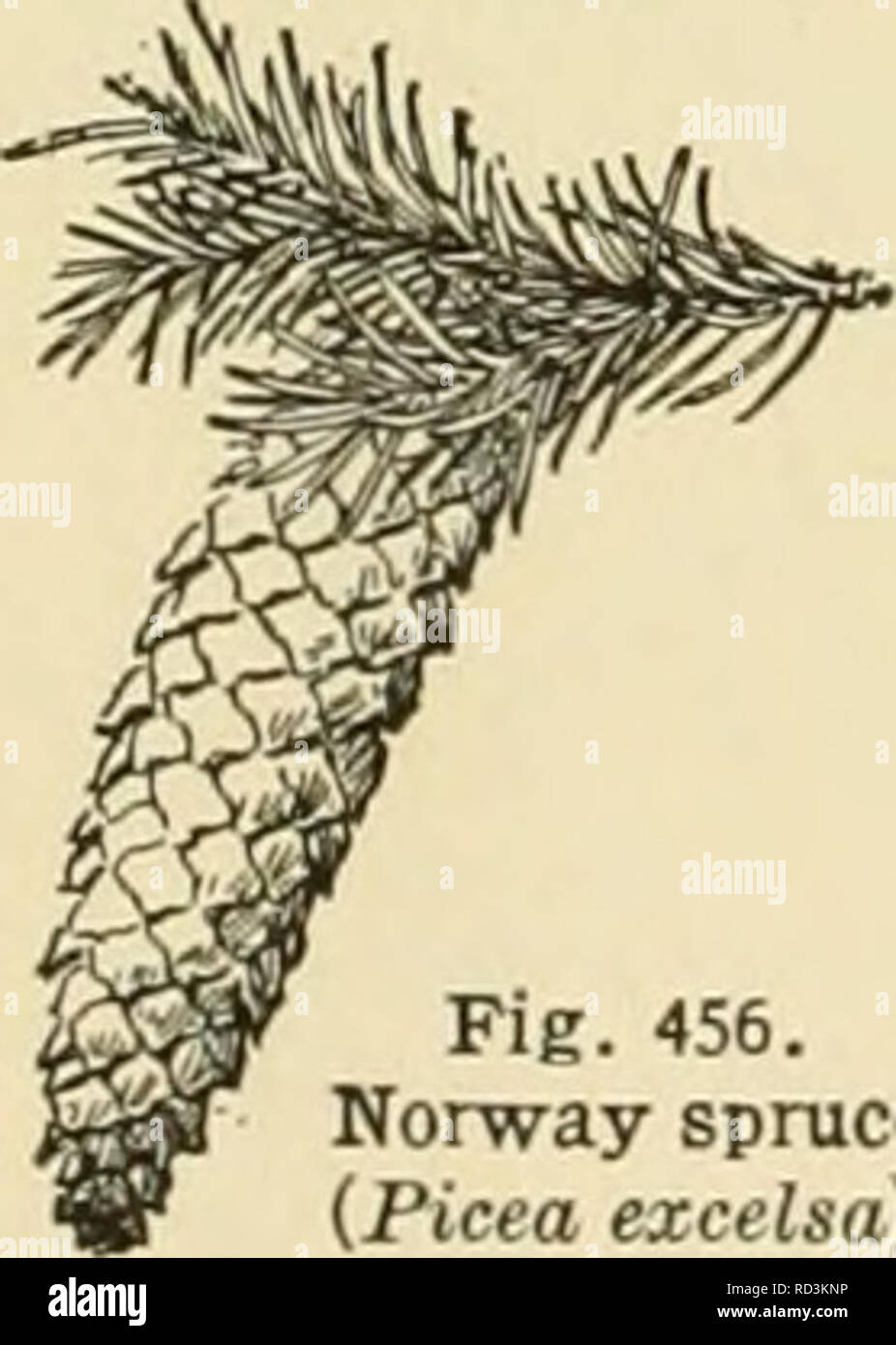 . Cyclopedia von landwirtschaftlichen Kulturpflanzen. Farm produzieren; Landwirtschaft. Abb. 455. Balsam-tanne {Abies balsamea).. Abb. 456. Fichte (Picea Excelsa).. Bitte beachten Sie, dass diese Bilder sind von der gescannten Seite Bilder, die digital für die Lesbarkeit verbessert haben mögen - Färbung und Aussehen dieser Abbildungen können nicht perfekt dem Original ähneln. extrahiert. Bailey, L. H. (Liberty Hyde) 1858-1954, ed., New York, Macmillan Company Stockfoto