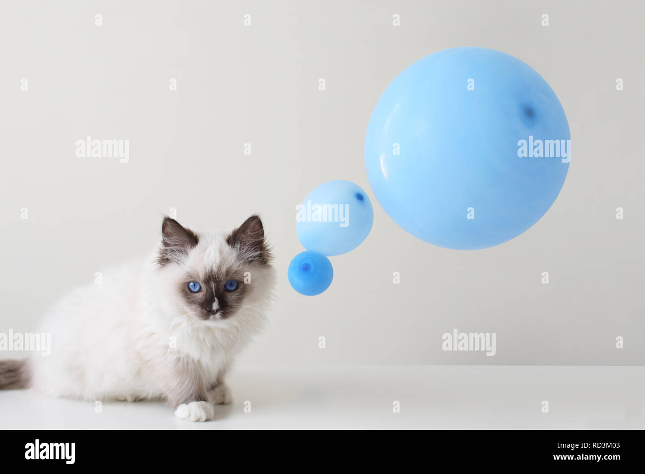 Ragdoll Katze mit einem konzeptuellen Gedanken Blase Stockfoto