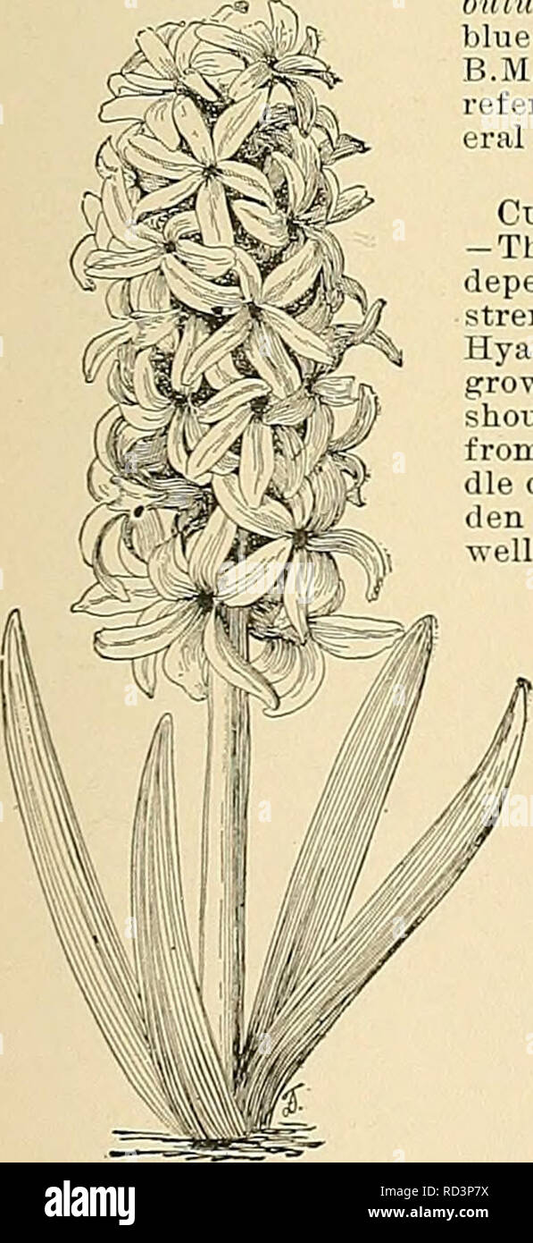 . Cyclopedia der amerikanischen Gartenbau, bestehend aus Anregungen für den Anbau von Gartenpflanzen, Beschreibungen der Arten von Obst, Gemüse, Blumen und Zierpflanzen in den Vereinigten Staaten und in Kanada verkauft, zusammen mit geographischen und Biographische Skizzen. Im Garten arbeiten. HYACINTHUS HTACINTHUS 781 cinth wird weitgehend in Holland zur Ausfuhr in diesem und anderen Ländern angebaut, und folglich wird gemeinhin als die Niederländische Hyazinthe bekannt. Die römische Hyazinthe (Abbn. 1109-10) ist Var. Albulus, Baker (IT. tilbiiliis, Jordán. S. liomdnus, Hort., nicht Linn.), ist kleiner und slenderer. Seine. schmal Stockfoto