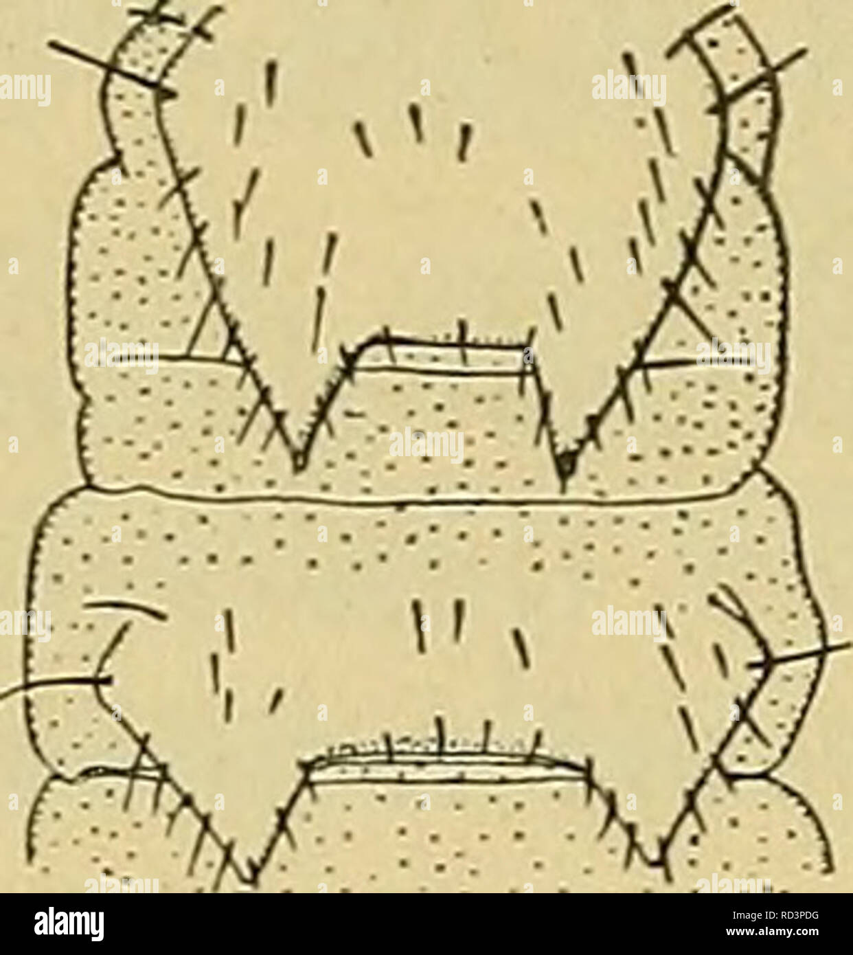 . Danmarks Fauna; illustrerede haandbøger über den Danske dyreverden... . 1. Fam. Scolopendrellidae Bagnall. Er Hovedet bagtil i Midten kun daarligt afsat fra Kroppen. 15 Rygskjolde; mellem hver af Disse en tynd Intersegmentalhud. Efter Det 4., 6., 8., 10. og 12. Led findes et benløst Mellemled. 1. Benpar kun meget sjaeldent bloße Ende halvt saa langt Som 2. Gleichheit, kortere saedvanligt langt. Styli svage Eller utydelige. Ryg-Abb. 3. Symphy-,. ,, T-. ,, T tt t leiia vuigaris skjoldenes Bagrand, Hund med-und-Hansen. tagelse af det bageste, trukket ud Ich ^-^"".^^ • o^^'^^'^' l'*-et Par tr Stockfoto