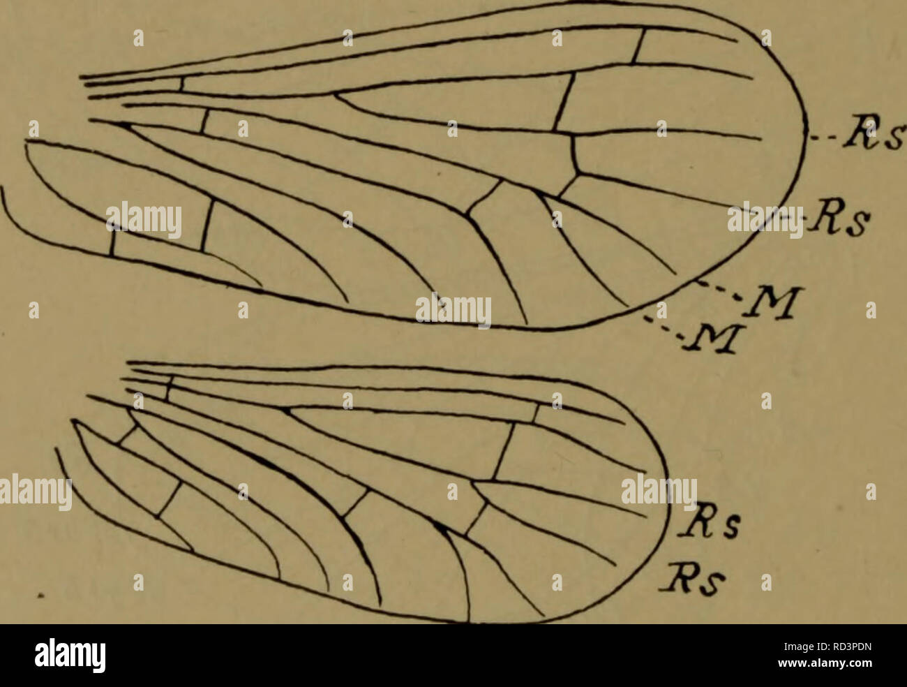 . Danmarks Fauna; illustrerede haandbøger über den Danske dyreverden... 72 Randen og ude ich Spidsen. Begge Vingepars behindern staerkt rødt til rødviolet iriserende. Vf. 5,5 - 6 mm. Denne Kunst er Kun kendt fra Finnland, Letland og - Land; Männer da en Kunst ånnae Endl., der utvivlsomt Kun. ^1 M"-^ Abb. 38. Für-og Bagvinge af Parasemidalis fuscipennis. äh en Form af fuscipennis, äh beskrevet fra Tyskland, er det ikke umuligt, vi Kan finden Sie Arten ich Landet.] 3. Conwéntzia EndL Bagvinger meget smaa og Med staerkt redu-ceret Ribbenet. Ich Forvingen traeffer Tvaerribben mellem Cu^ og M denne Sidste fø Stockfoto