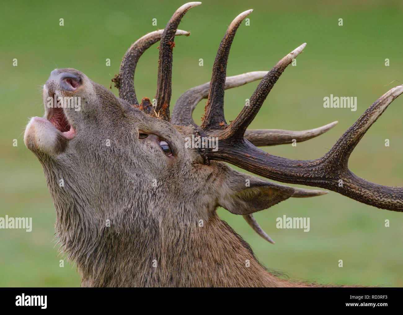 Red Deer Stag Gebrüll auf der Höhe der Brunftzeit, das ist, wo die männlichen Hirsche für das Recht auf Mate mit dem Weiblichen Rotwild konkurrieren. Stockfoto