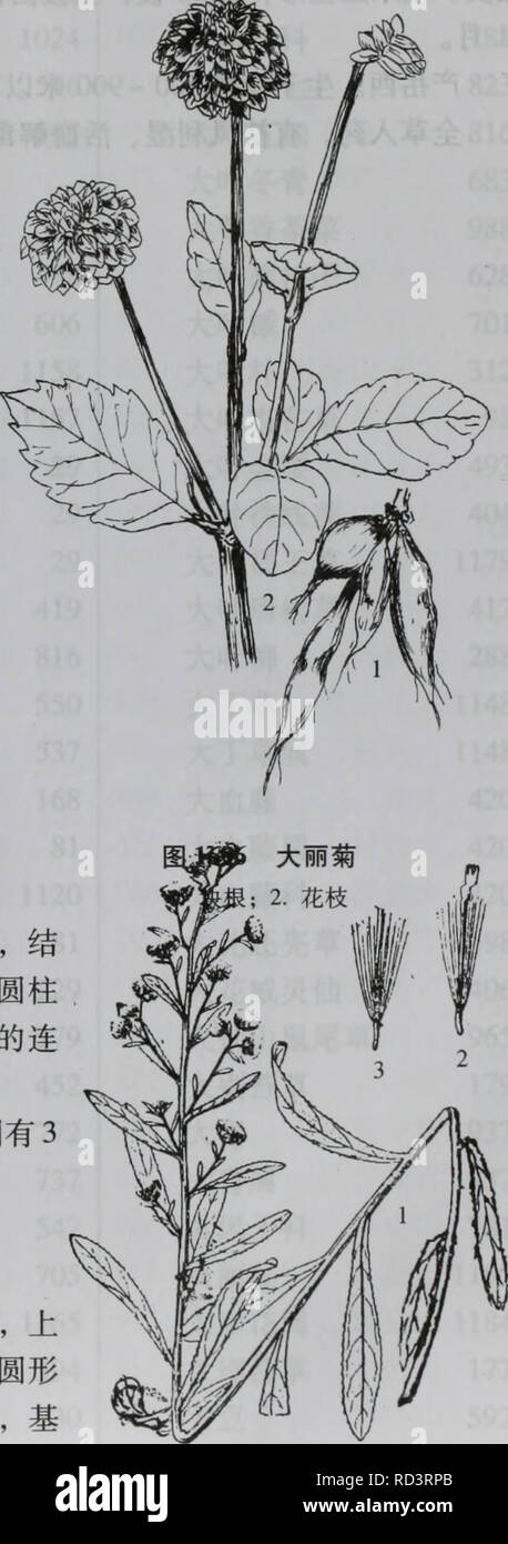 Da bie Shan wu Zhi Zhi. Botanik. Ä'åäºãèç ¦ ¾aeCompositae 1185 È ± Ï¼ä" È³å¤ å ± Ï¼ä"-ae § § aeéae Ï¼ä" ç" å® Ï¼çº¢ ãç" Ãç½è²ï¼èçå ¨ Ç¼aeå ç" å ¯ · 3 é½¿ Ï¼ä" - å¤®ç®¡ç¶ È ± Sie ä' ¤ ae §å® ï¼é Ï¼ç" "È²ï¼è±å ä' é¨ç¶ Ï¼é-éç¡ ¶ç" ¯ 5 é½¿ è £ Ï¼è±è¯åºé ¨ Éï¼è±ae±åaeé¡¶¯ç" å · çº¿ å½¢aeé¿ ae èå éå½"¢·ç¡¬ae ¯ çé¿auf éå ¨ ãç ¦ éå½ aeae"¢ aeae ¤ - åå½¢ ï¼é Ï¼aeå¹³ï¼è¾¹ç¼ae ç¿¡ ¶ç" å ae ¯ ¯ Åéï¼ae aeå · 中文 2 aeå ae¾°é½ ¿ à 27 çº¦ç§' Ï¼åå ²ï¼ä Äºç¾ae''" è¦ éä' - äºå¢¨è¿ å ¥ ¥ ¥ ãå ä¼¦ae ¯ äºãå ±å°é©¬ae ½å¹ Aeãaeå½å¼ç § 1 ç§ ã å¤§å"å ±± Ä¹aeã å¤§ä'½Èï¼Å¾ 1696) Dahlia pinnata Cav. Å¹'å¤ çèae ãåae ¹Ae £¬ç¶ ãèç Ï¼é" "ç" ç±³ï¼ç² 152 å £® Ï¼å ¤ åaeãå ¹Çï¼Å¶¶ å¯ç 1  3 Åç¾½ç¶ å¨è £ Ï¼ä 'é" å¶¶ ä'aeae åè çåµå½ Ï¼è £ £ ¢ aeé åµå½ åç ¿¶¢ Ï¼ä 'é¢ç°ç" ¿ ¤ È²ï¼ ä' é¢ ae ae¯ãå¤'ç¶ è±åº Stockfoto