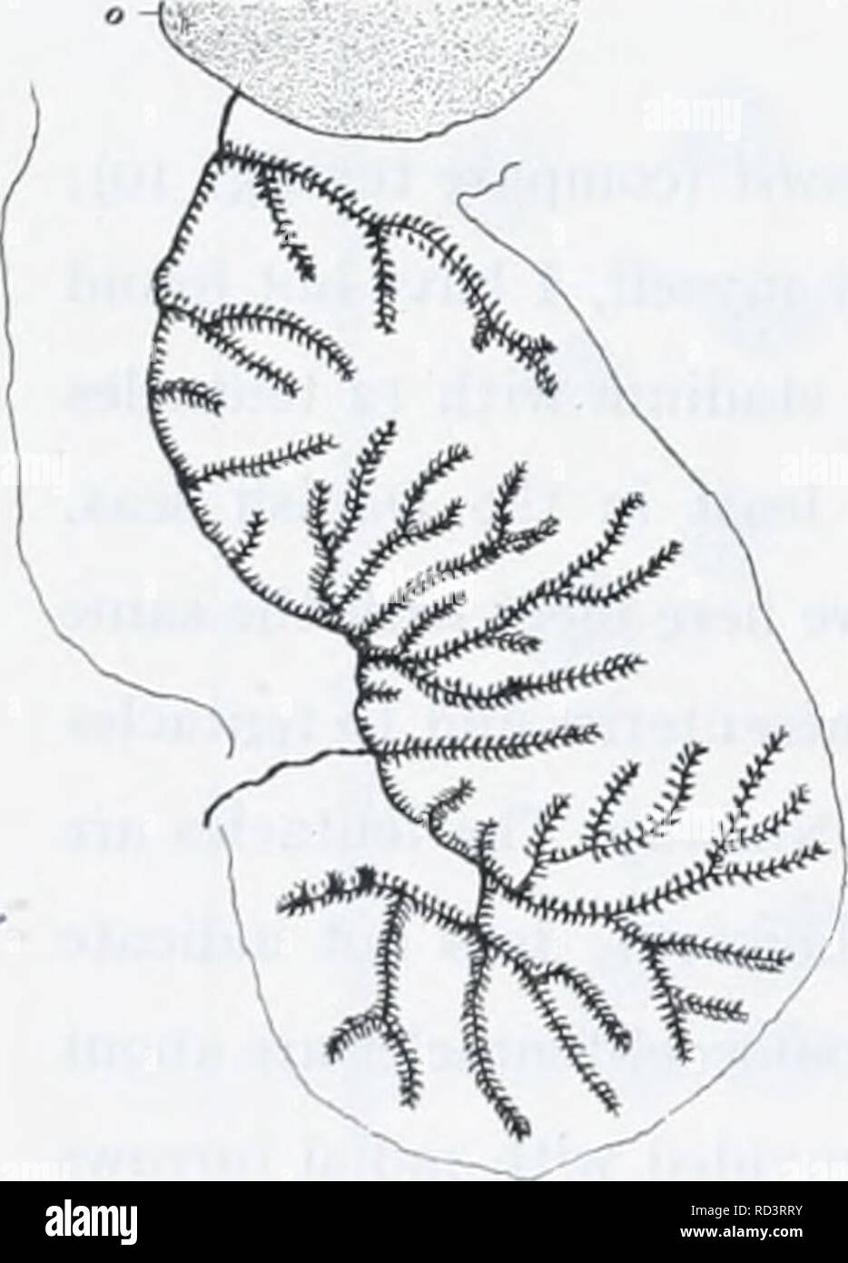 . Die dänische Ingolf-Expedition. Marine Tiere - arktischen Regionen; Wissenschaftliche Expeditionen; arktischen Regionen. 34 ACTINIARIA Lebensraum nemathybomes capitu - liun n. tentakel n. sp. n (a) actinopharvnx n (a) 'n {b) i) Vaderoame 2) Kristineberg 3) Varholmen StjTSO 4) 5) 6) Bohusliin Drobak Zool. St. 7) Kattegat 8) - 9) Samso Gürtel 58 62 X 2-5," 53 65 41 -58 X 2-5 43 61 x 2 41 48X 2 48 X 2 36 50 x 2 46 X 2 X 2 48-81 43-55 X 4-51/48-86 46-67 41-72 X 4-5 X 3-5 (-5) 41-58 X 4 (5) 48 -65 x 3,5-4,5 36-61 X 3,5-4 38-53 X 3-5-4 43-65 X 3-5 (5) 19-23 X2U 17-22 X2 (2.5) 14-17 U'14 X2U 14-17 14. Stockfoto