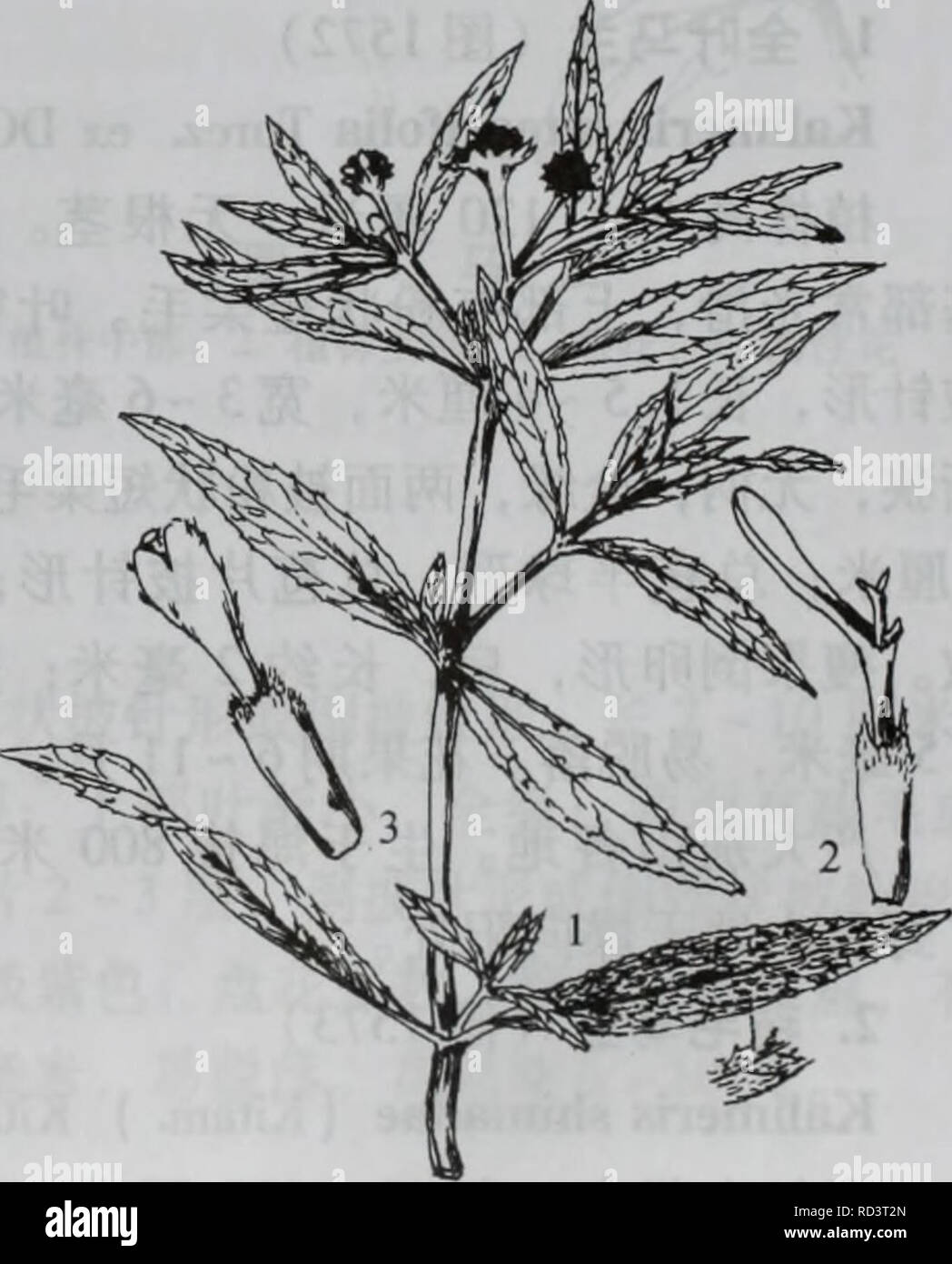 Da bie Shan wu Zhi Zhi. Botanik. Gibt es 1570 ae¯ae¢ È ±¨è¶ 1. È ± aeï¼ 2. Èç¶ È ± åå èçï¼ ä¾ ¤ § 3.ç®¡ç¶ È ± åå èçï¼ ä¾ ¤ § 4. å¤ èçèé¢ Sie 5. Mit ç§ å - 8.é'è å ± EcliptaL. Ä'å¹'¬ çèae Ï¼aeç³ä¼ae¯ãå¶ å ¯ ç¼aeç ¹Çï¼Å ¨ ¨ aeé½ ¿ ã å¤'ç¶ È ± Ï¼é åºå°¡¢¶ çaeè Çï¼aeae èéå½ Ï¼ae"¢ Ï¼ae12 å±ae" aeå Aeå¹³å Èçï¼è ±¦'èµ · aeåae éå½ Ï¼aeçae"¢¯ç¶ Sie Ç¼è ± èç¶ Ï¼ç½è²ï¼éae § Ï¼éå'' 1-2 aus Ï¼çè å±±ç®¡ç¶ Ï¼é¡ ¶ç" ¯ 4 è £ Ï¼ä" ae § ¤ ¤ Ï¼aeå ae°¦ aeç ãç±èç¶ È ± Åè²èaeç3Ae £ ±ç¶ È¾ç - Çªï¼ç±ç®¡ç¶ è±ç - ï¼aeåae Åè²èaeçè¾è ¥ £ ±ç¶ Sie é¡¶¯ç" Aeªå¹³aeae 1  3 ä'é½ Ï¼ae ªå¾®¿å ae¯à-çº¦ç 4 § ãåå' ¤ § Äºåç¾åå ae'ae'²Ãaeå½ 1 ç§ãå ¤ § å"å ±± Ä¹aeåå'ã é µè Ï¼å¾ 1571) Eclipta prostrata (L. ) L. ã Eclipta alba (L. ) Hat - sk.Ã'ç" aeä èç' - ä' é ¨ Å¹³å § Ï¼èçåaeçae çae ¹Ãå¶ "é å½¢Ï¼ae ¤ - åç¶ ae" aeçº éå½¢¿ç Stockfoto