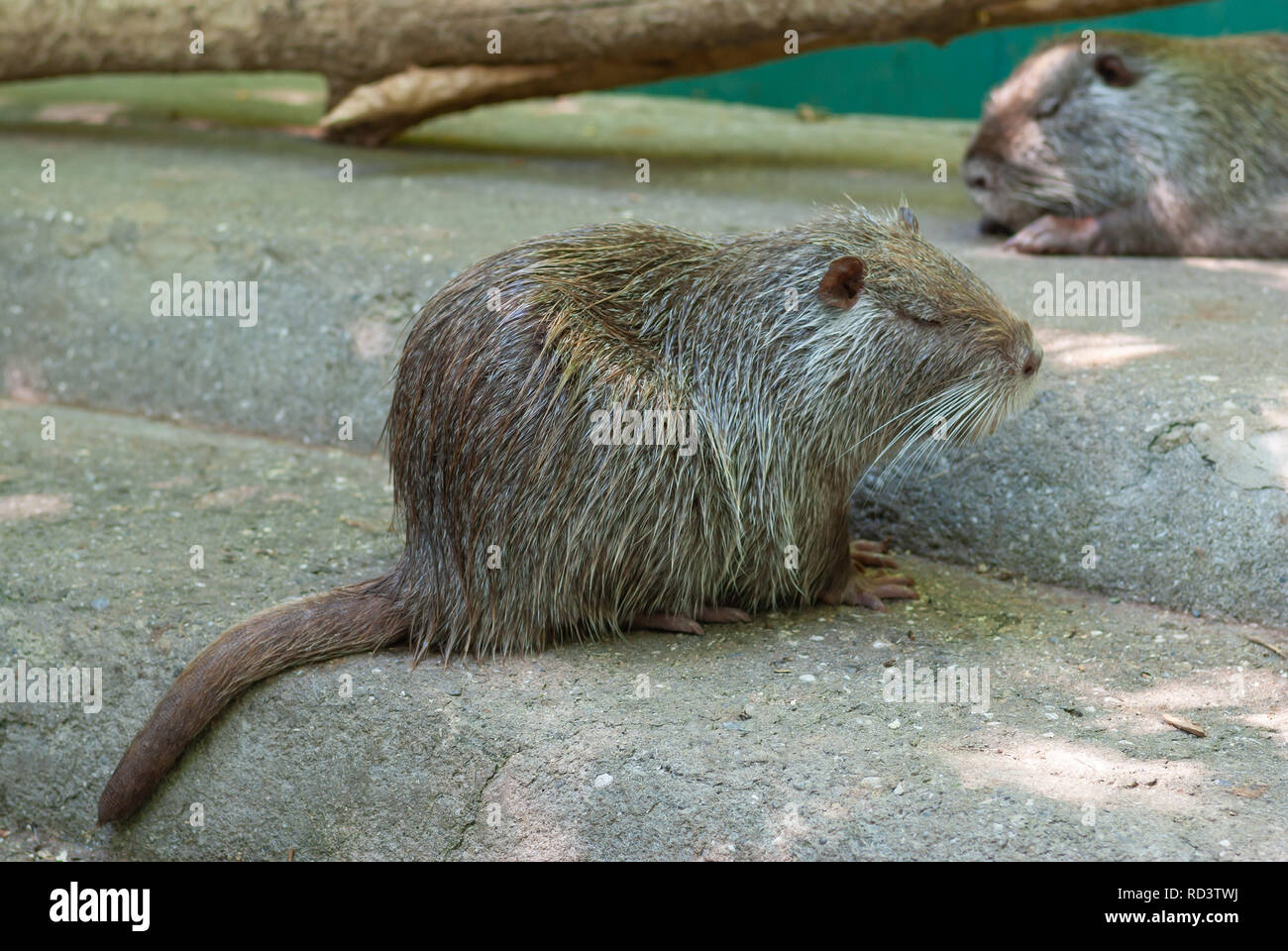 Die nutrias auch bekannt als die Nutria in Ruhe auf eine konkrete Oberfläche nach dem Bad in die Gefangenschaft Stockfoto