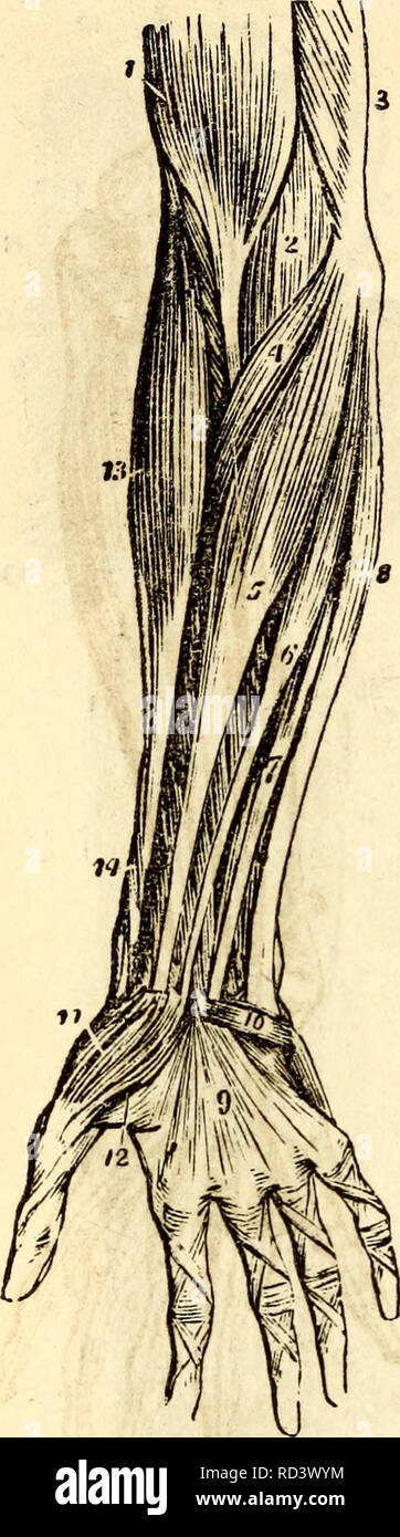 . Elementare Anatomie und Physiologie: für Hochschulen, Akademien und anderen Schulen. Anatomie und Physiologie. 120 HITCHCOCKS ANATOMIE Bild. 136.. Eine Yiew der äußeren Schicht der Mus-cles auf der Vorderseite des Fore-Arm (Flex-ors). 1, unteren Teil der Bizeps Flexor Cubiti. 2, Positionen Internus. 3, unteren inneren Teil des Trizeps. 4, Radien Pronator Teres. 5, Flexor Carpi Partialis. 6, Palmaris Longus. 7, Teil der Flexor Digitorum Sublimis. 8, Flexor Carpi Ulnaris. 9, Palmar Faszien. 10, Palmaris Brevis Muskel. 11, Abductor Pollicis Manns. 12, Teil der Flexor Pollicis Brevis Mann uns. T Stockfoto