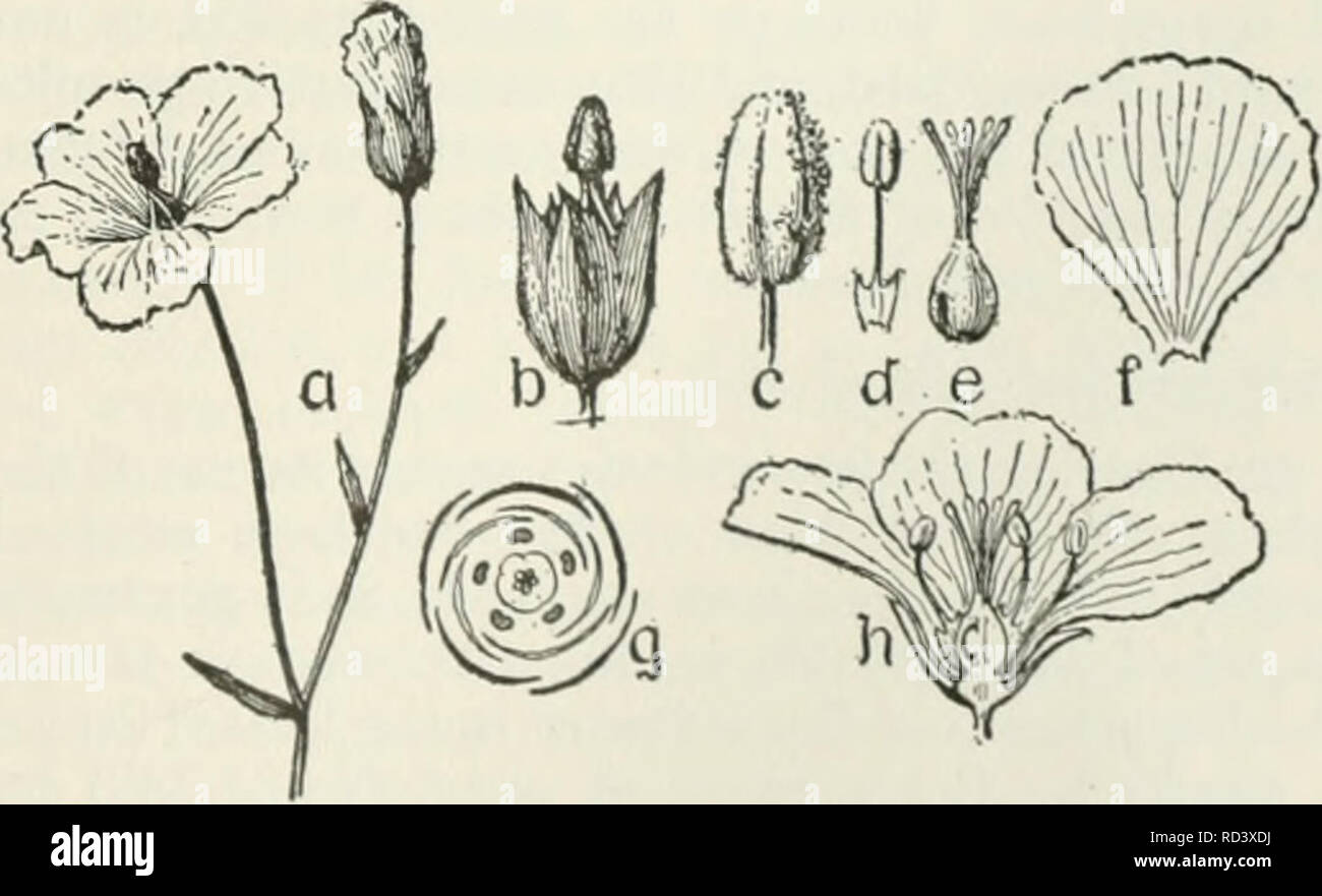 . Cyclopedia von landwirtschaftlichen Kulturpflanzen: Ein beliebter Befragung von Pflanzen und pflanzliche Methoden in den Vereinigten Staaten und Kanada. Landwirtschaft - Kanada; Landwirtschaft -- United States; Farm produzieren - Kanada; Farm produzieren - United States. Faserpflanzen FLACHS 293 paar Meilen südlich von Maya^ uez. Die Palm Blätter sind behandelt sehr viel wie die des-japa jipi. Die Weberei wird von Frauen und Mädchen in ihren eigenen Häusern. Das Zentrum der Industrie ist bei Cabo Rojo, wo die offene Plaza im Zentrum der Stadt zu trocknen und Bleichen die Blätter gewidmet ist. Stroh Geflechte für Hüte sind von verschiedenen Arten von Stroh. Whe Stockfoto