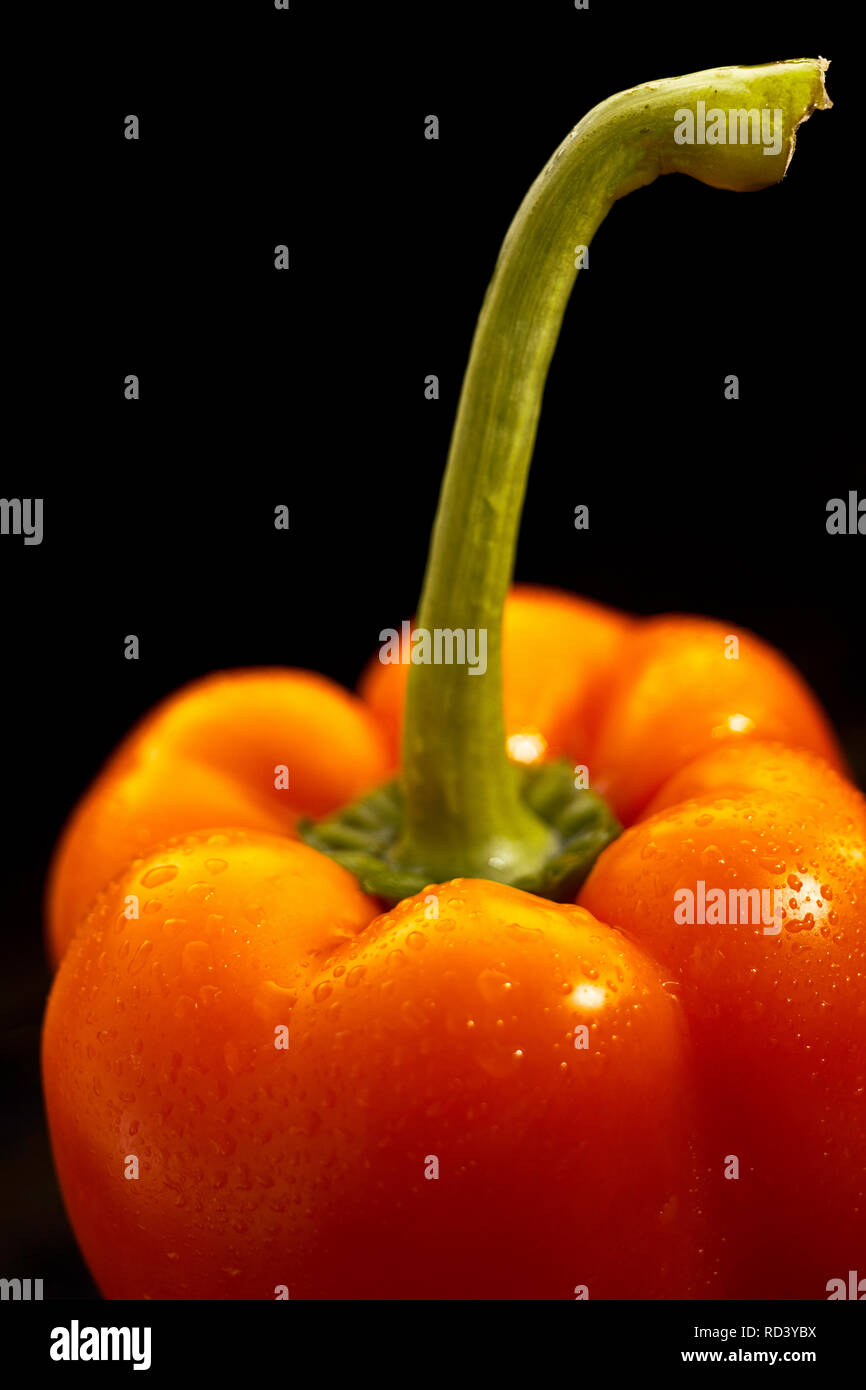 Wassertropfen auf einem gewaschen frischen Orange Paprika oder Capsicum mit langen grünen Stiel in der Nähe zu hohen Winkel 7/8-Ansicht Stockfoto