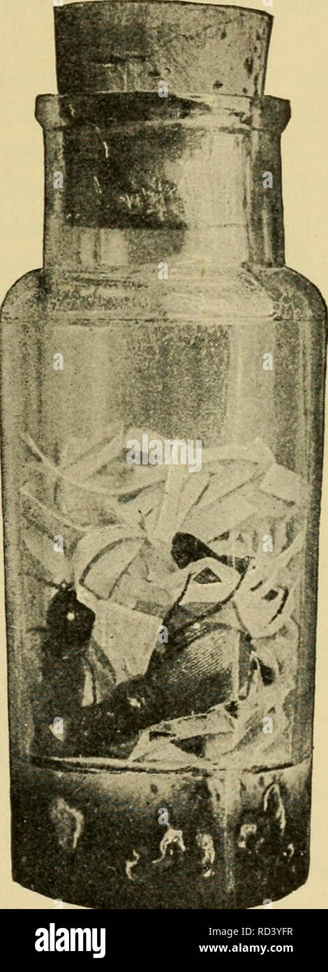 . Elementare Entomologie. Entomologie. Abb. 472. Ein cya-nide Flasche für die Tasche. (Die Hälfte der tatsächlichen Größe). Abb. 473. Eine größere Cyanid Flasche mit Papierstreifen zu geben Sup-port zu den Insekten (nach Banken). Bitte beachten Sie, dass diese Bilder sind von der gescannten Seite Bilder, die digital für die Lesbarkeit verbessert haben mögen - Färbung und Aussehen dieser Abbildungen können nicht perfekt dem Original ähneln. extrahiert. Sanderson, Dwight, 1878-1944; Jackson, C.F. (Cicero Floyd), b. 1882; Metcalf Sammlung (North Carolina State University). NCRS. Boston, Ginn Stockfoto