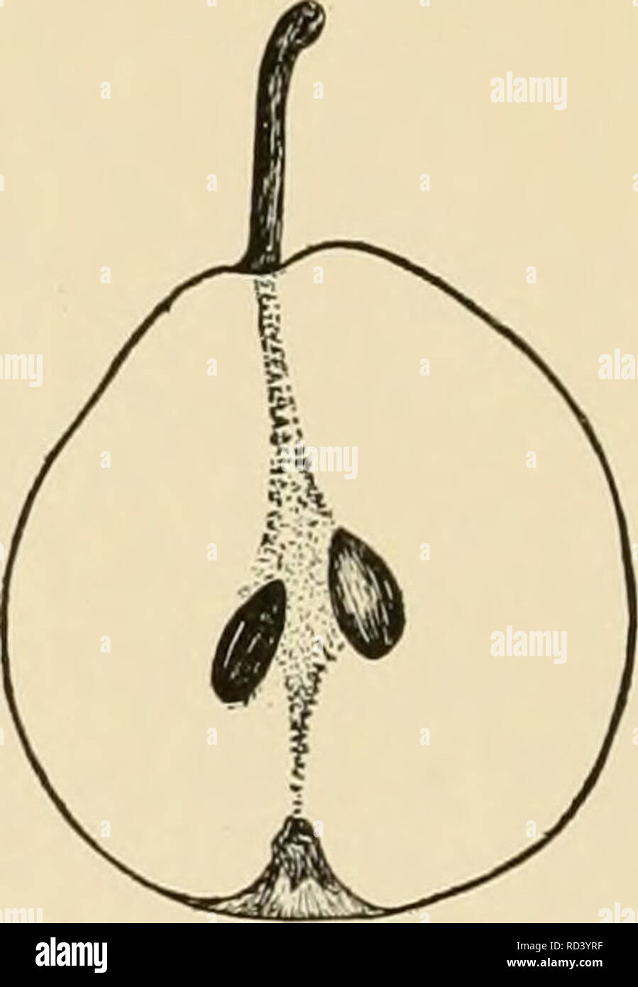 . Cyclopedia von Hardy Früchte. Obst, Obst - Kultur. 99. Winter Nelis. { XV2) sert Früchte, und mit Ihrer russeted Fell und ein ruddy Cheek sind stattlich. Das Fleisch ist zart, Schmelzen, saftig, knackig, mit einer reichen, süßen, aromatischen Geschmack. Die Früchte halten, Schiff, und gut verkaufen. Die Saison ist von Weihnachten bis März, aber die Birnen können bis zum späten Frühjahr in Kühlräumen aufbewahrt werden. Keine Abwechslung ist schwieriger und in der Baumschule zu wachsen, und im Obstgarten der Bäume unter den unmanage sind - möglicht. Sie sind kleine oder aber mittelgroß mit Zerzausten, wayward Tops mit den Gewohnheiten des Wachstums so selbstsicher tha Stockfoto