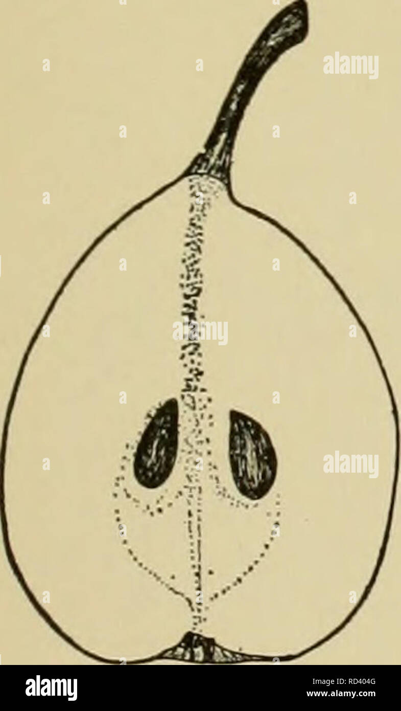 . Cyclopedia von Hardy Früchte. Obst, Obst - Kultur. BEURRE DE JONGHE BRANDYWINE sehr Gute bis beste; Core großen, geschlossenen, mit umklammern Core-Linien; Kelch-tube Kurze, breite, konisch; Samen groß, breit, lang, mollig, akut. BEURRE DE JONGHE. Ein Paradebeispiel an- Website auf eine Birne von bester Qualität ist, dass es keinen unangenehmen Nachgeschmack im Fleisch. Die Früchte der fast keine der Winter Birnen erfüllen diese Anforderung, aber diejenigen dieser Sorte sind völlig frei von diesem Herbe und sind zudem, süß, reich, köstlich. Die Birnen Reifen im Januar und Mai für einen Monat oder 6 Wochen an einem See gehalten werden Stockfoto