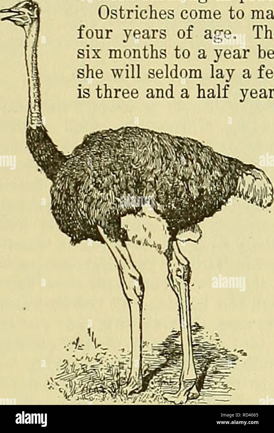 Cyclopedia Von Nutztieren Heimische Tiere Und Waren Tierischen