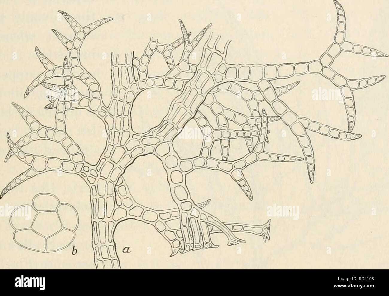 . Dansk botanisk arkiv. Pflanzen, Pflanzen-- Dänemark. F. Børgesen: Reptilia des Dänischen W. Indies. 325 Teil der Zweig ist monosiphonous mit Ausnahme der basalen Segment, der Dritte der gesamten Branche, die polysiphonous ist, kräftige Pflanzen im vierten und fünften Segmente auch polysiphonous sind. Die Anlage ist Recht ohne Cortex. Falkenberg hat darauf hingewiesen, dass im Mittelmeer fand er hat zwei verschiedene Formen nämlich eine robuste und sehr squarrose. Abb. 326. Heterosiphonia Wurdemanni (Kaution) Falkenb. var. ty Pica. Ein Teil der Thallus mit rhizoids vom Gipfel des Ra entwickelt Stockfoto