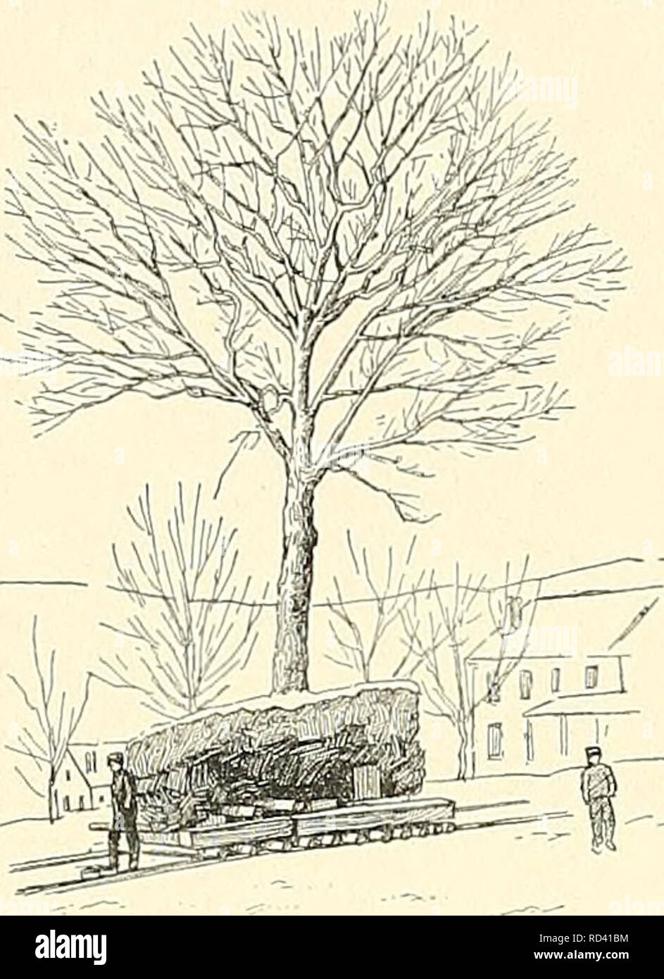 . Cyclopedia der amerikanischen Gartenbau, bestehend aus Anregungen für den Anbau von Gartenpflanzen, Beschreibungen der Arten von Obst, Gemüse, Blumen und Zierpflanzen in den Vereinigten Staaten und in Kanada verkauft, zusammen mit geographischen und Biographische Skizzen. Im Garten arbeiten. 1830 TRANSPLANTATION TRANSPLANTATION TRANSPLANTATION von großen Bäumen (Platte XLIII). - Die prin- Prinzipien der Verpflanzung grosse oder kleine Bäume sind die gleichen, außer in Bezug auf die Mechanik des Landstrichs. Arten von maschinen für laubbäume können wie folgt klassifiziert werden: Die Primitivsten Gerät ist ein zwei-w Stockfoto