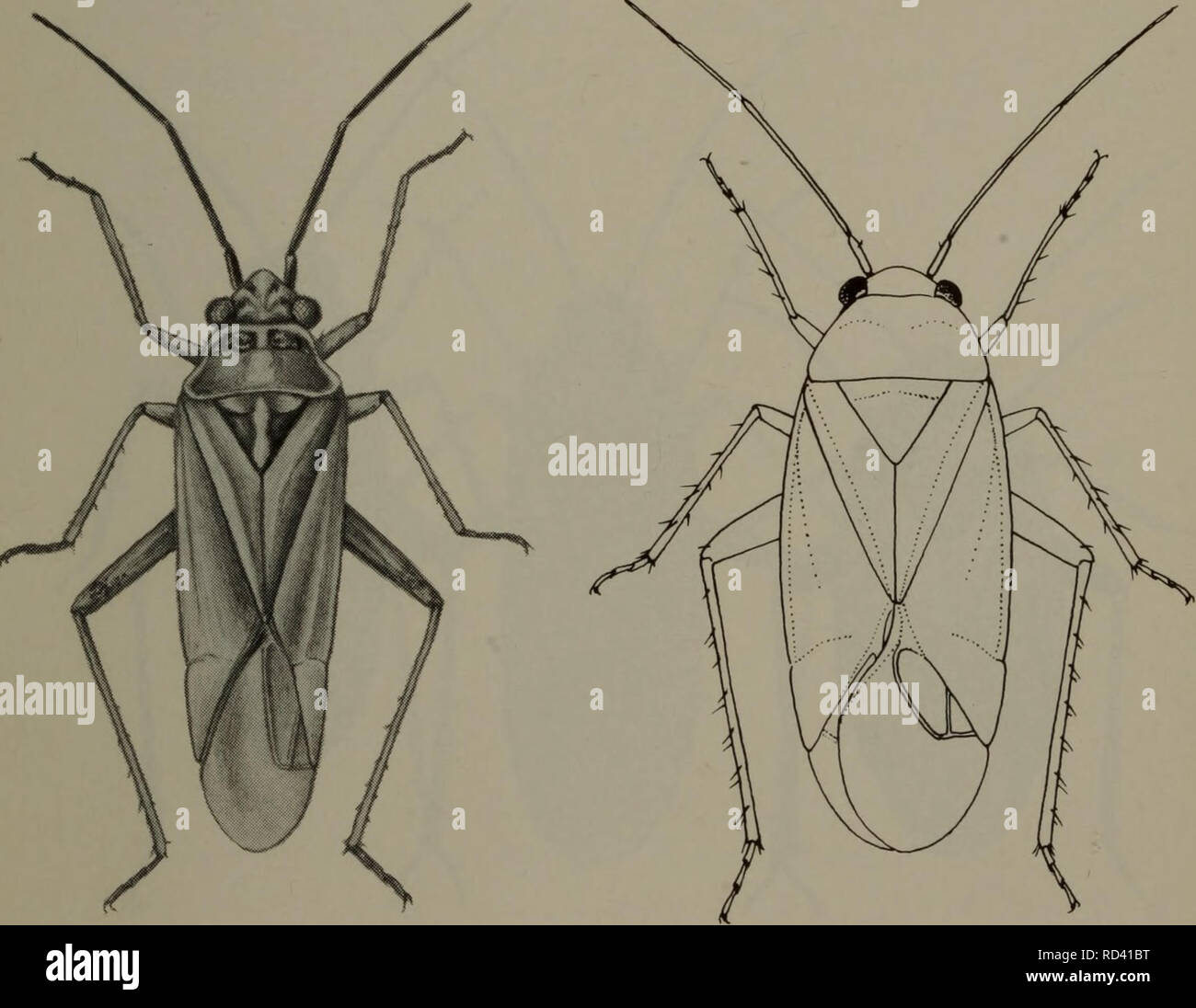 Placochilus seladonicus Fotos und Bildmaterial in hoher Auflösung Alamy