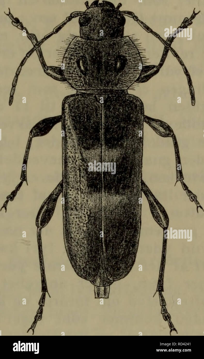 . Danmarks Fauna; illustrerede haandbøger über den Danske dyreverden... 51 4.+ 5. geführt. Pronotum Ca. bredt så som vingedaek-Kerne, med staerkt og jaevnt rundede Sider. 1. H. båjulus L. (husbukken) (Abb. 26). Sortieren eller brunsort, vingedaekkerne undertiden brungule brunlige lysere, Eller. Oversiden ret leer. Pronotum tät, mod sider og forrand. Abb. 26. Hylotrupes bajulus?. x3. grovere punkteret, på hver Seite med en rund, leer, glat Bule, på siderne Med tät uldagtig, lang, udstående, hvidgrå behåring. Vingedaekkerne yderst Fint og tyndt behårede, ret tät og hvert kraftigt punkterede, med svagt Stockfoto