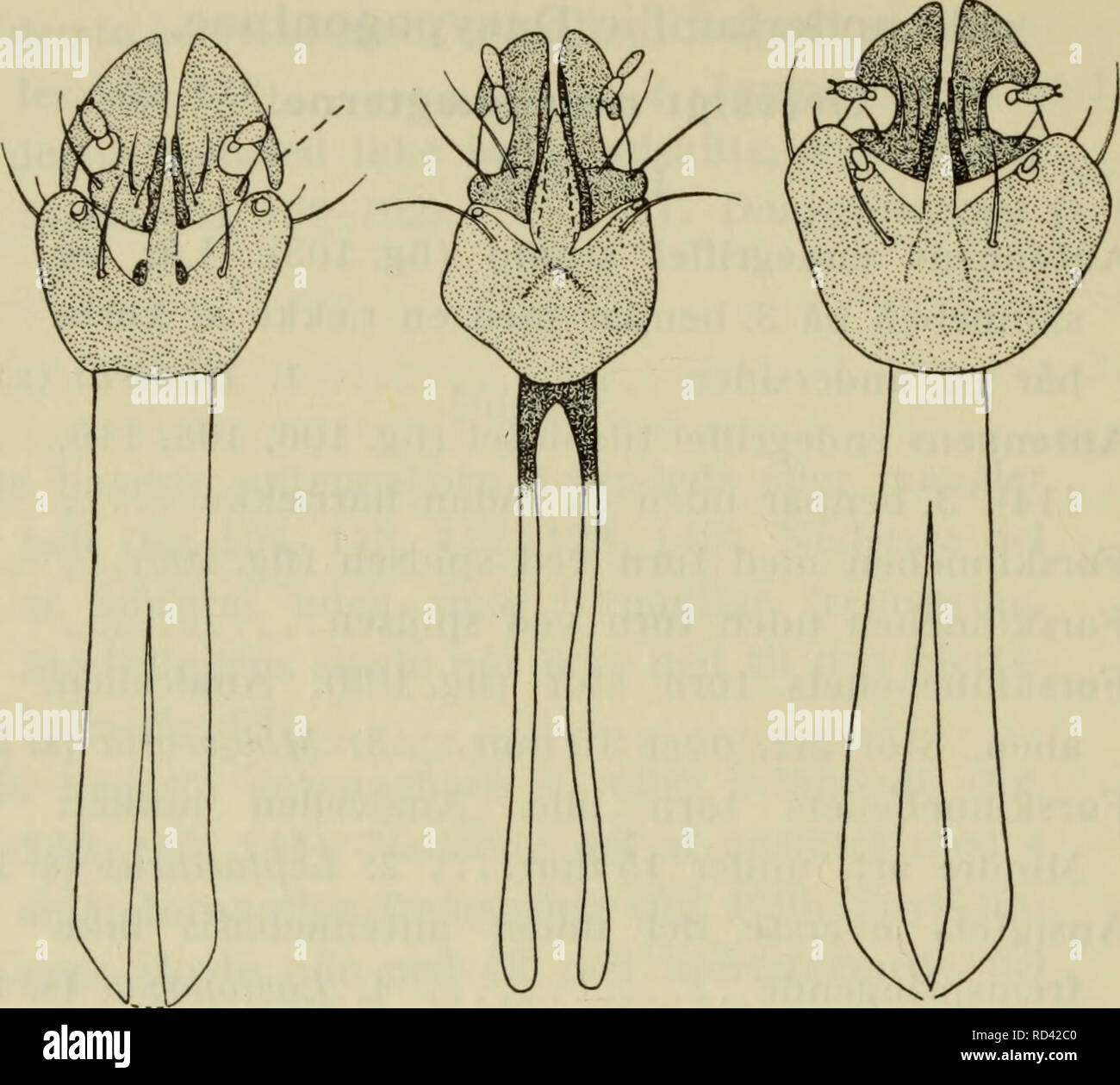 . Danmarks Fauna; illustrerede haandbøger über den Danske dyreverden... 90. 100 101 102 Abb. 100-102. Hoved af larver af 100. Dioctria hyalipennis F., 101. Lasiopogon cinctus F. og 102. Cyrtopogon lateralis Fallen. (Melin). 3. Larven smal og cylindrisk (Abb. 111, 112). Kaeber med Bredt sideindsnit og lange an lige palpeled (Abb. 101). Halvmåneformet ventralen - Lasiopogon cinctus plade (s. 108). Larven gezüchtet og bloße affladet (Abb. 115, 116). Kaeber med ret Smalte sideindsnit; 1. palpeled utydeligt (Abb. 102). Ingen ventralplade Cyrtopogon lateralis (s. 112). Pupper. 1. 2. Gleichheit benskeder Med kileformet fr Stockfoto