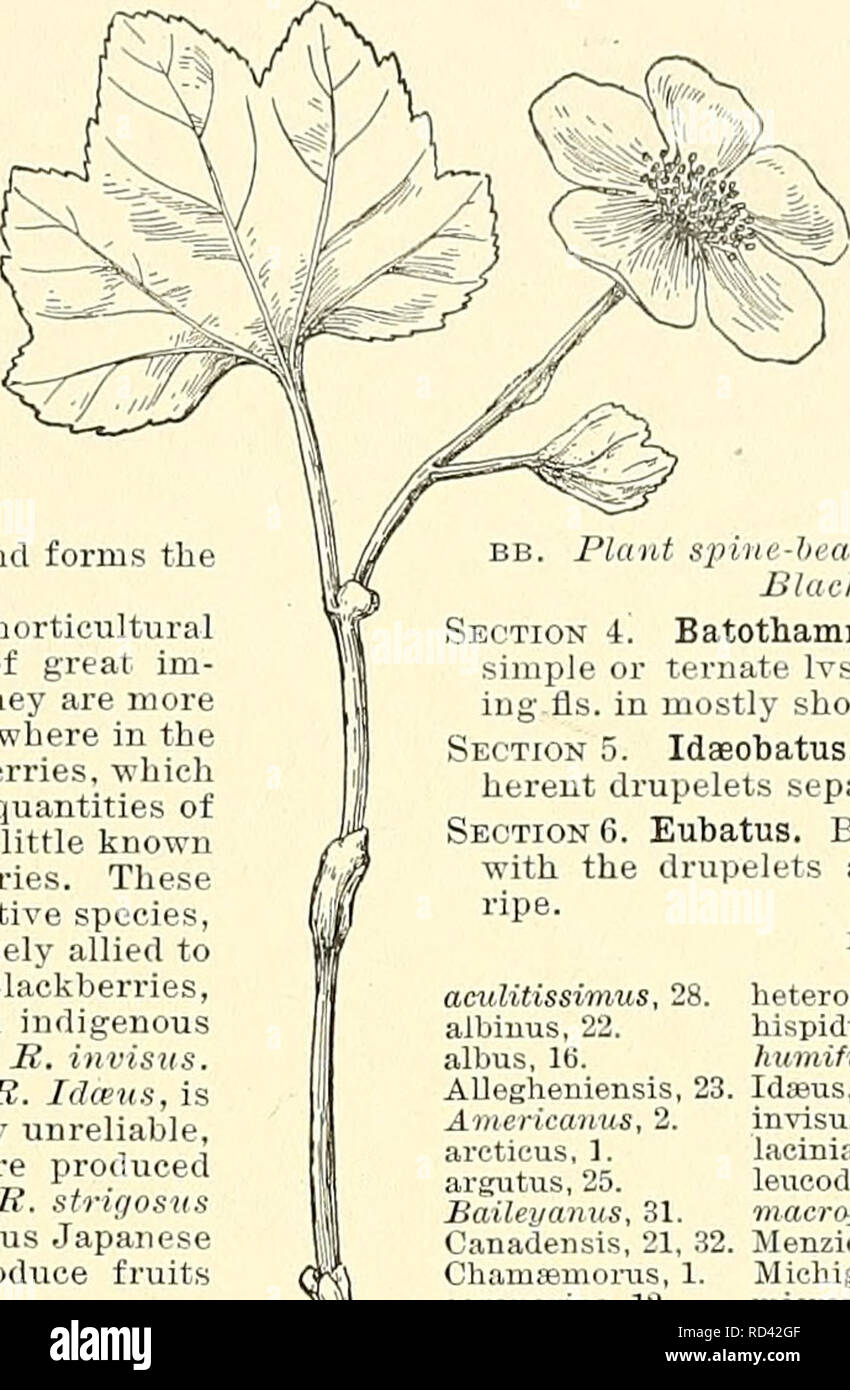 . Cyclopedia der amerikanischen Gartenbau, bestehend aus Anregungen für den Anbau von Gartenpflanzen, Beschreibungen der Arten von Obst, Gemüse, Blumen und Zierpflanzen in den Vereinigten Staaten und in Kanada verkauft, zusammen mit geographischen und Biographische Skizzen. Im Garten arbeiten. RUBUS RUBUS 1579 nach ein oder zwei Jahren, aber einige von ihnen haben Herba - ceous Tops. Die meisten von ihnen sind mehr oder weniger stachelig. Viele der Arten sind Schleichende, decumbent oder halb-Klettern. Blätter einfach oder zusammengesetzt, alternativ, die aufzinsung auf den gefiederten bestellen und die Flugblätter meist 3 (mehrere in einigen der Tro Stockfoto