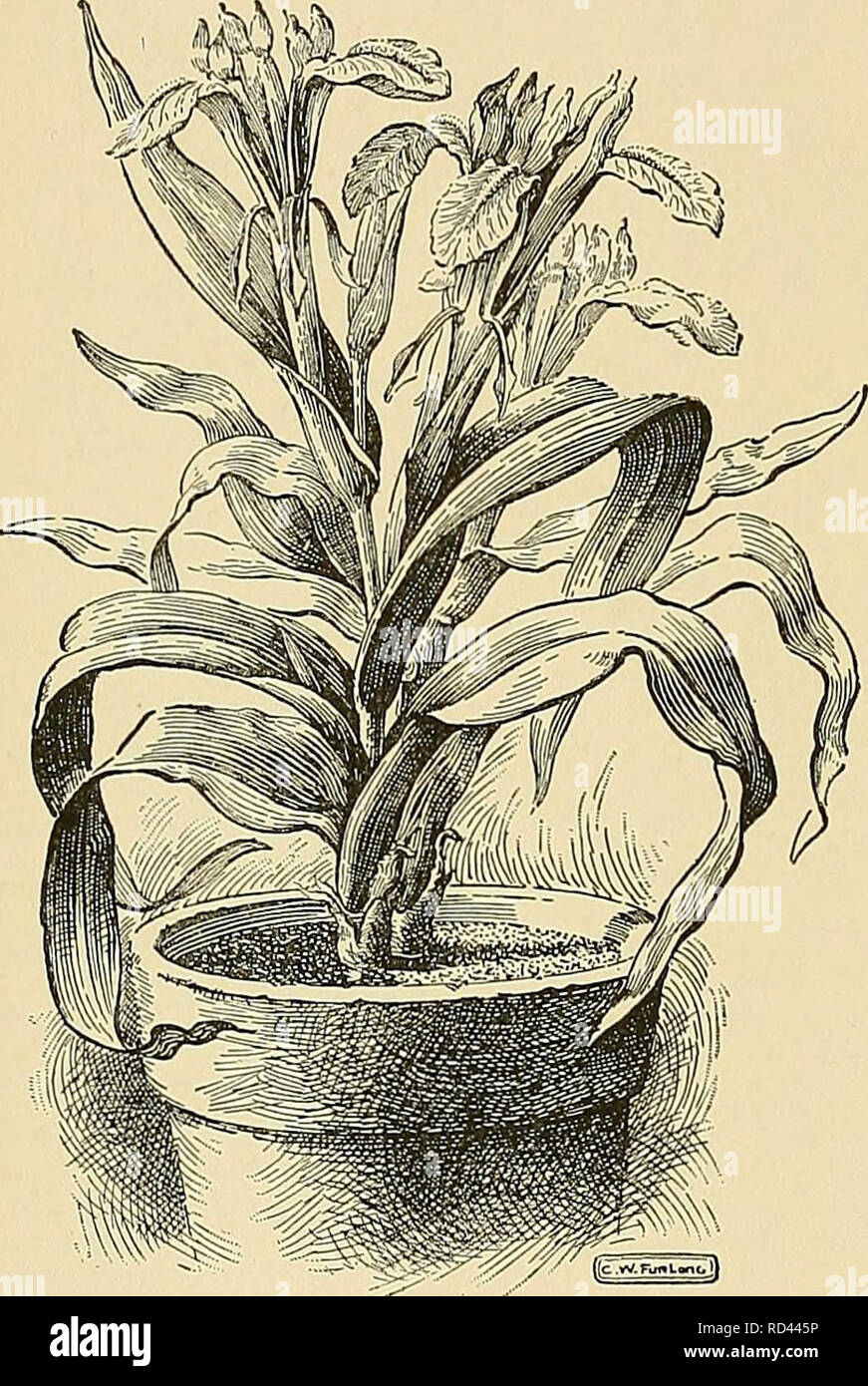 . Cyclopedia der amerikanischen Gartenbau, bestehend aus Anregungen für den Anbau von Gartenpflanzen, Beschreibungen der Arten von Obst, Gemüse, Blumen und Zierpflanzen in den Vereinigten Staaten und in Kanada verkauft, zusammen mit geographischen und Biographische Skizzen. Im Garten arbeiten. 832 IRIS BEWÄSSERUNG 98. Palsestina, Boiss. Lvs. 3-G in. lang: Stammzellen sehr - kurz: Fls. blass gelb, mit lila gefärbt; äußere Segmenten länglich, obere^ zurückgebogen; Kralle auriculate; innere Segmente minute, schmal lanzettlichen. Fls. im Winter. Mts, in Palästina. Ganz in der Nähe /. Aber dis-tinguished Caucasicaj durch seine Longe Stockfoto