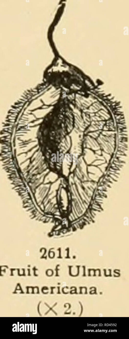 . Cyclopedia der amerikanischen Gartenbau: Bestehend aus Anregungen für den Anbau von Gartenpflanzen, Beschreibungen der Arten von Obst, Gemüse, Blumen und Zierpflanzen in den Vereinigten Staaten und in Kanada verkauft, zusammen mit geographischen und Biographische Skizzen. Gartenbau, Gartenbau, Gartenbau, Gartenbau. mit breiten Corky Flügel eingerichtet. Das Laub der meisten Arten wird blass gelb im Herbst, sondern dass der Euro- päischen Art bleibt Grün viel länger. Leider sind viele Insekten und Pilze Beute auf den Elm. vor allem auf die amerikanische Ulme. Einer der zerstörerischsten ist Stockfoto