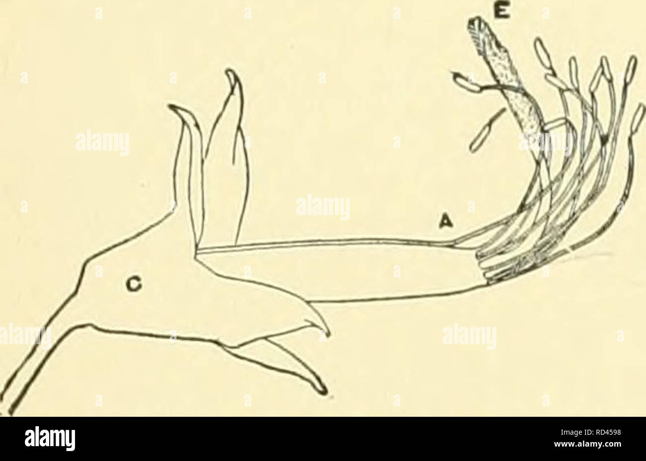 . Cyclopedia der amerikanischen Gartenbau, bestehend aus Anregungen für den Anbau von Gartenpflanzen, Beschreibungen der Arten von Obst, Gemüse, Blumen und Zierpflanzen in den Vereinigten Staaten und in Kanada verkauft, zusammen mit geographischen und Biographische Skizzen, und eine Übersicht über das Pflanzenreich. Gartenarbeit - - Wörterbücher; Pflanzen-- Nordamerika Enzyklopädien. Lauch HÜLSENFRÜCHTE 897 wird eine viel größere Größe erreichen, können auch bequem in den Graben mit leichten Schutz Linken, und talten es - aus für den Winter. Pflege mnst talien, nicht zu früh, um zu erfassen, wie sie zerfallen eas Stockfoto