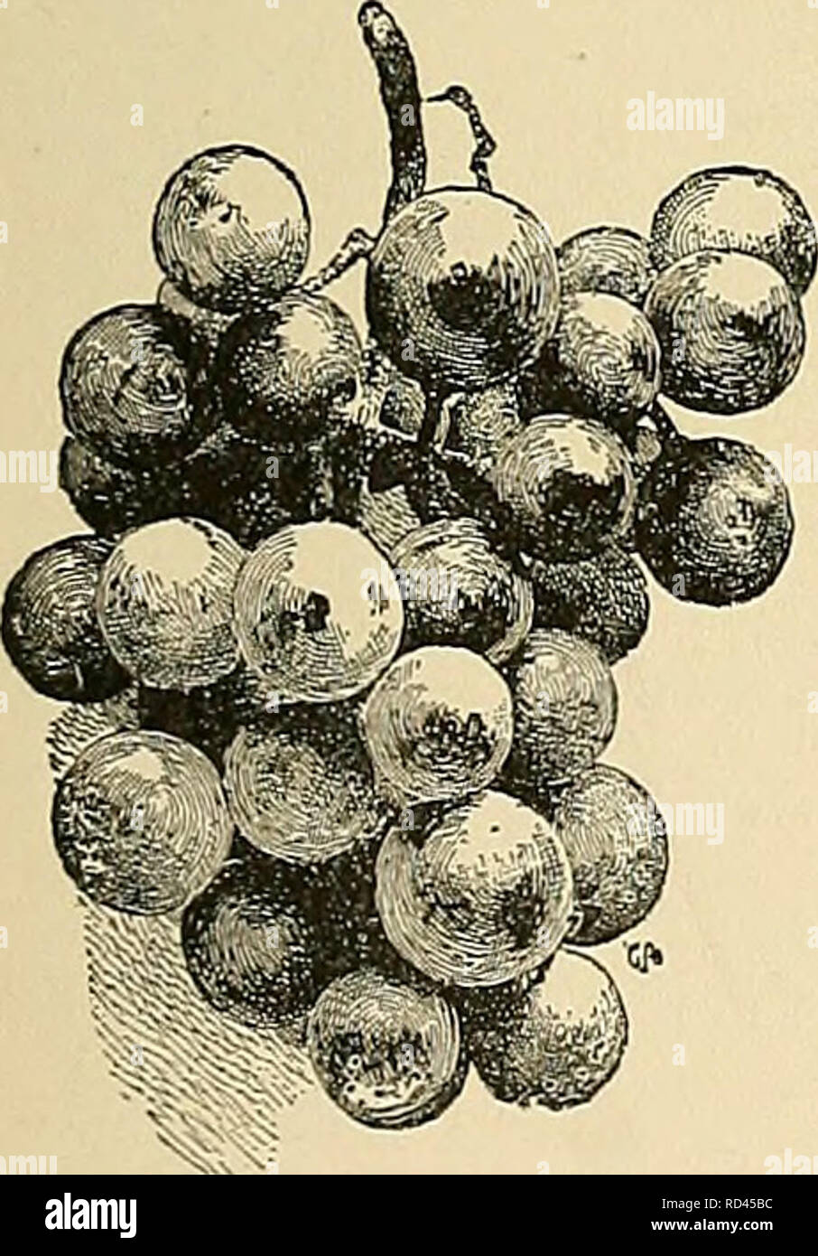 . Cyclopedia der amerikanischen Gartenbau, bestehend aus Anregungen für den Anbau von Gartenpflanzen, Beschreibungen der Arten von Obst, Gemüse, Blumen und Zierpflanzen in den Vereinigten Staaten und in Kanada verkauft, zusammen mit geographischen und Biographische Skizzen. Im Garten arbeiten. Traube Traube 667 mehr leicht gewachsen und kosmopolitischen einheimischer Sorten. Unter Glas, aber die vinif Ära Sorten gedeihen; unten eine spezielle Diskussion ist zu diesem Zweig des Themas gegeben. Die grösste Entwicklung der einheimischen Traube länderorientierten hat in New York und Ohio, angrenzenden Seen und großen Stockfoto