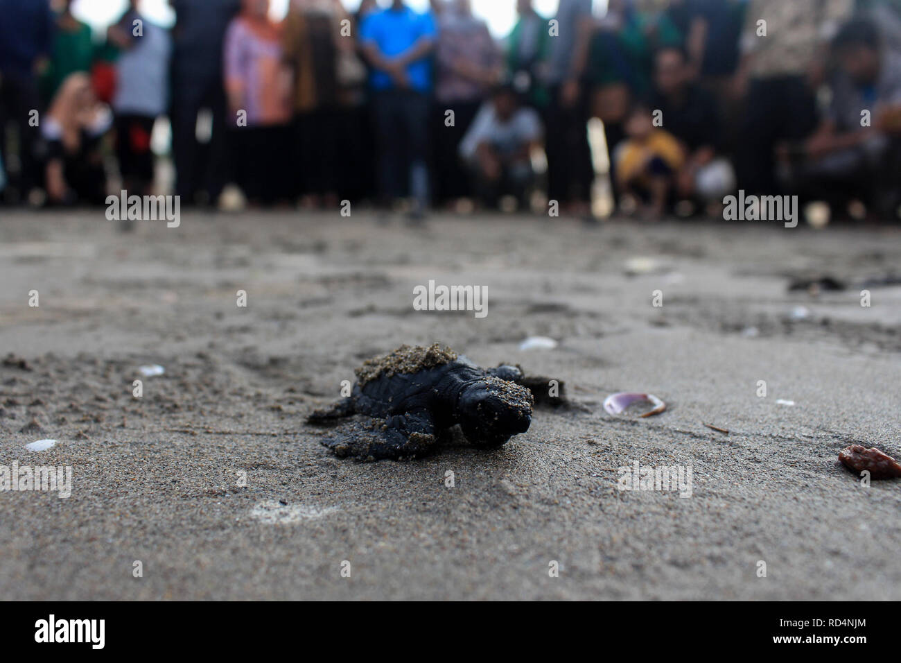 Aceh Utara, Aceh, Indonesien. 17 Jan, 2019. Eine Schildkröte gesehen auf dem Weg zum Meer nach der Erhaltung. Dutzende von indonesischen Studenten freigegeben die Art der Baby Lekang Schildkröte (Lepidochelys olivacea) nach Durchführung von Erhaltungsmaßnahmen an der Küste von North Aceh Regency, Provinz Aceh, Indonesien. Nach Angaben der Internationalen und der Erhaltung der natürlichen Ressourcen (IUCN) der sieben Arten von Schildkröten in der Welt, die in der roten Liste der Tiere, die vom Aussterben bedroht sind. Credit: ZUMA Press, Inc./Alamy leben Nachrichten Stockfoto