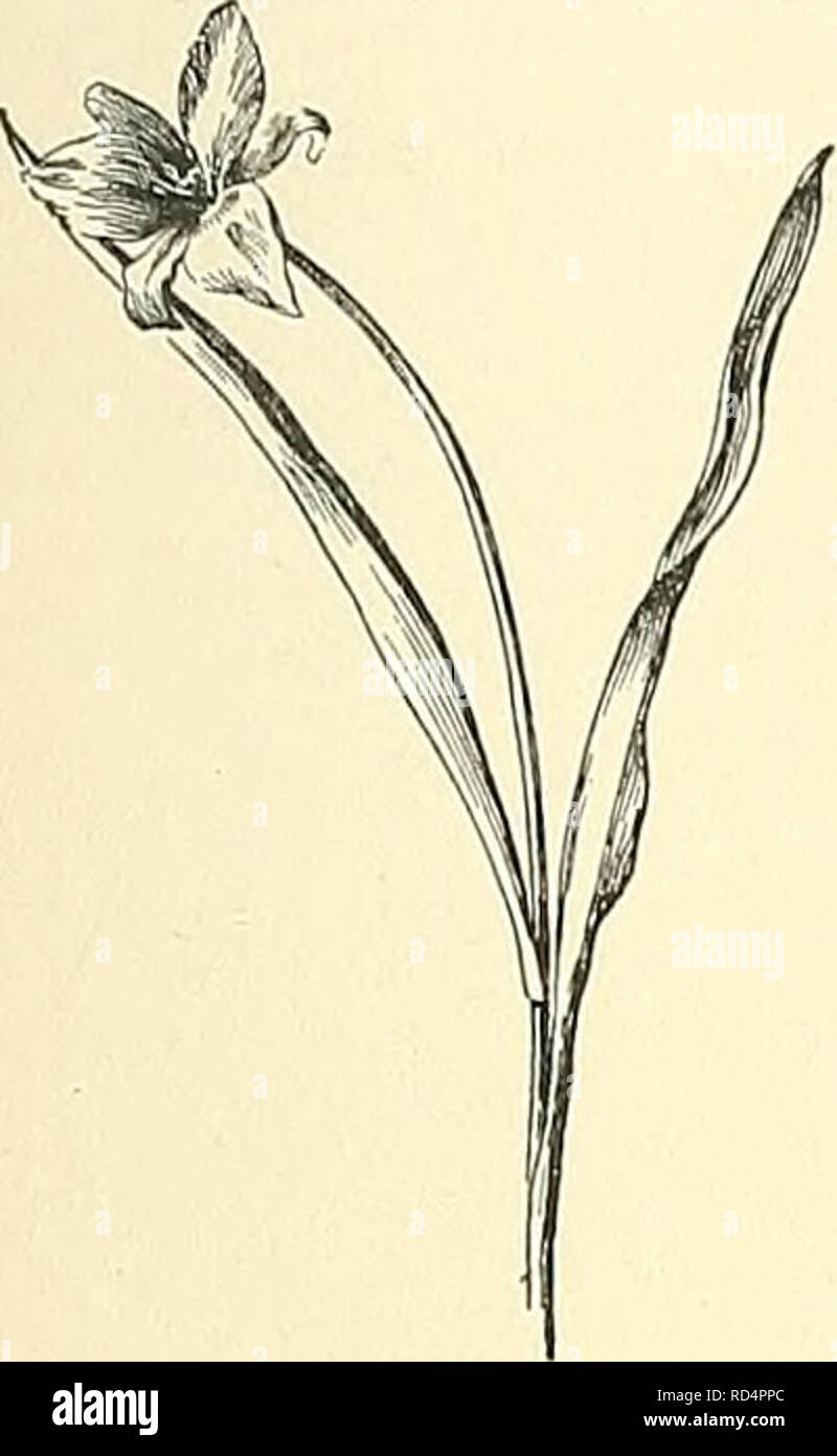 . Cyclopedia der amerikanischen Gartenbau, bestehend aus Anregungen für den Anbau von Gartenpflanzen, Beschreibungen der Arten von Obst, Gemüse, Blumen und Zierpflanzen in den Vereinigten Staaten und in Kanada verkauft, zusammen mit geographischen und Biographische Skizzen. Im Garten arbeiten. TULIPA TULIPA 1873. 2601. Tulipasylvestris, auch als T. Florentina, var. odorata (3 x^4). Fleck ohne gelben Rand bekannt; Segmente eng ob-long; Filamente filiform, kahl; Narben broailer als eierstock-Durchmesser. Mt. Libanon, 1889. Gt. 38: 1300. - Allied zu T. linifolia und Maximowiczii. Die Gruppe V Outar bul Stockfoto