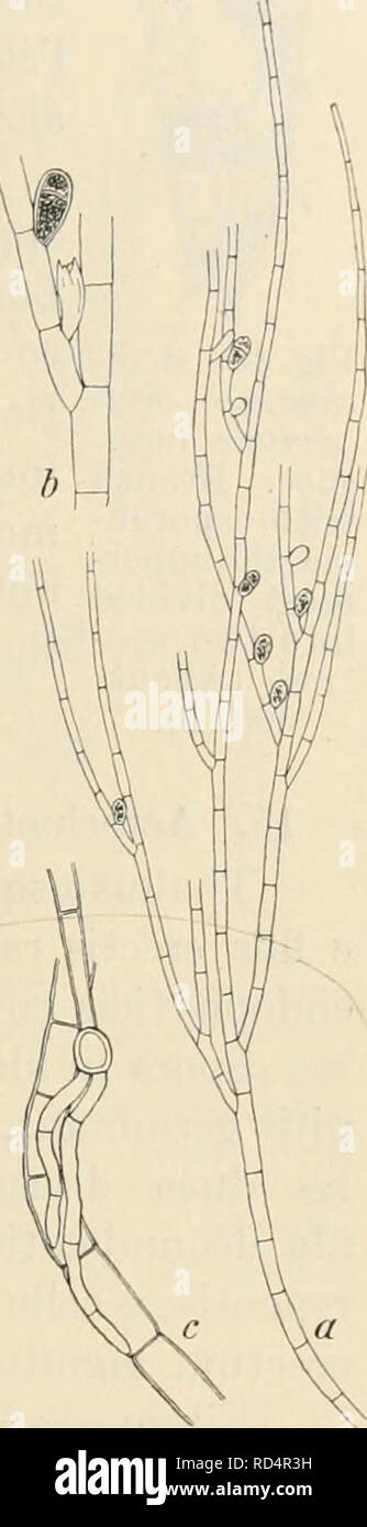 . Dansk botanisk arkiv. Pflanzen, Pflanzen-- Dänemark. F. Børgesen: Reptilia des Dänischen W. Indies. 45 Cellulae cylindricae in Parte inferiori filorum Ca. 11 // 40 // longae latae, in superiori 7-8//Latae 40/j.longae, chromatophorum Parietale, pyrenoide laterali, instructum Continentes". Sporangien sessilia, raro pedicellata in Parte basali monospora uniseriata ramorum, aut Raro hispora, ovalia, Ca. 18 - 20/i Longa et 9 - 12 "lata. Die basale Teil dieser Arten ist in der Verschleimung, Kreide und Verkrustung der Wirtspflanze [Liagora elongata getaucht). Auf keimen die Sporen nicht teilen und bleibt t Stockfoto