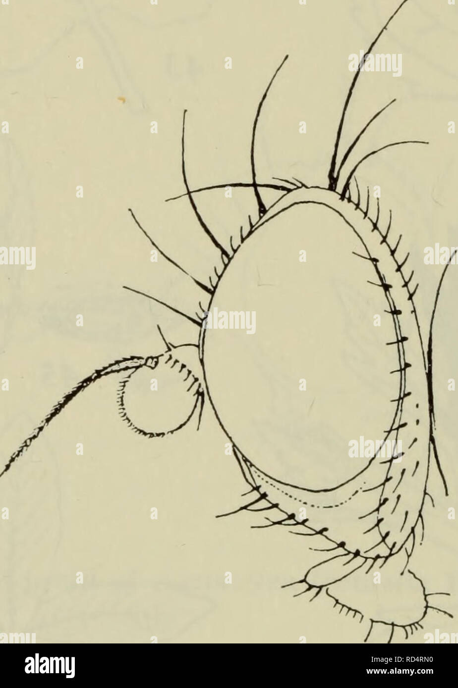 . Danmarks Fauna; illustrerede haandbøger über den Danske dyreverden... 48 11. A. graminicola Hendel. Pande og Kinder traeder ikke frem Foran øjnene, i Profil. 2 ors + 2 Ori. 3. antenneled er ret Stort, udadtil Bredt udvidet og skråt afskåret. - Hele dyret Sortieren, pandestribe Mat. Brystets overside, scutellum og bagkrop glinsende Sorte. Hvide hår Yingeskael hvide med. 2^/^ mm. Ich Larven gangminer på Tagrør {Phragmites communis). Forpupning ich Minen. Hidtil kun fra Københavns omegn. 12. A. igniceps Hendel (Abb. 47-48 og 57). Pande og Kinder traeder ikke frem Foran øjnene. 2 ors + 2 Ori. 3. Antenne Stockfoto