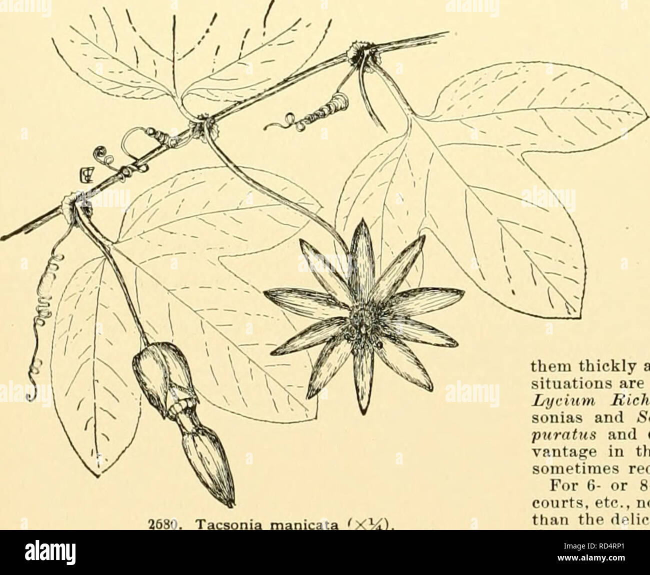 . Cyclopedia der amerikanischen Gartenbau, bestehend aus Anregungen für den Anbau von Gartenpflanzen, Beschreibungen der Arten von Obst, Gemüse, Blumen und Zierpflanzen in den Vereinigten Staaten und in Kanada verkauft, zusammen mit geographischen und Biographische Skizzen, und eine Übersicht über das Pflanzenreich. Gartenarbeit - - Wörterbücher; Pflanzen-- Nordamerika Enzyklopädien. 1940 Kosa laevigata. Abbn. 2166 2167. Rosa, verschiedenen Arten. Solatium jasminoides, Stauntonia hexaphylla. Abb. 2395. Tecoma grandiflora, Allamanda Hend&gt; 61. Antigonon leptopus, Bignonia venusta. Abb. 235. Bignonia Stockfoto