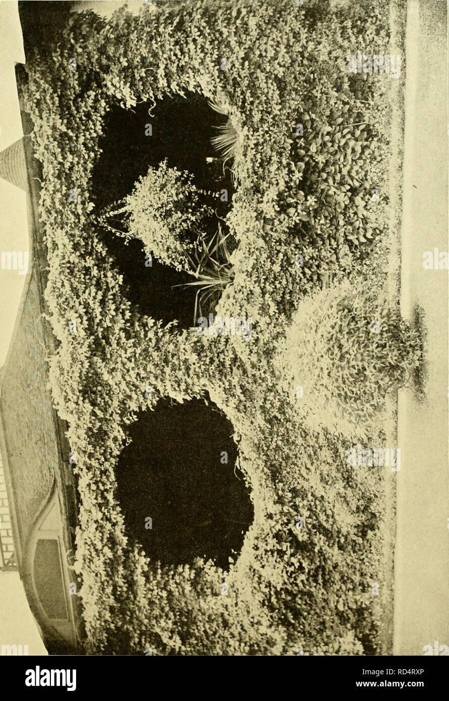 . Cyclopedia der amerikanischen Gartenbau, bestehend aus Anregungen für