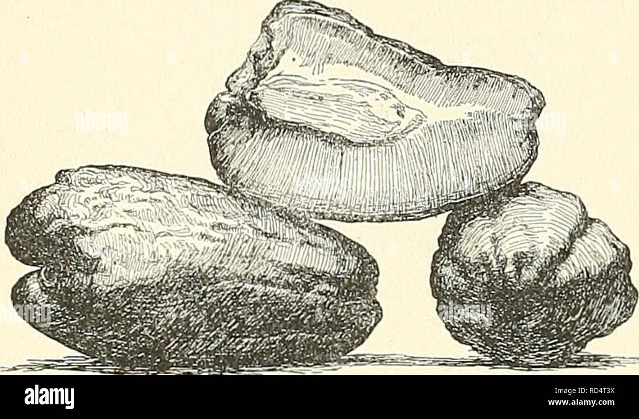 . Cyclopedia der amerikanischen Gartenbau, bestehend aus Anregungen für den Anbau von Gartenpflanzen, Beschreibungen der Arten von Obst, Gemüse, Blumen und Zierpflanzen in den Vereinigten Staaten und in Kanada verkauft, zusammen mit geographischen und Biographische Skizzen. Im Garten arbeiten. 1636 SECHIUM SEDUM spät sind Einzelgänger oder ia Paare auf einer kurzen pubertierenden Achsel-lary Fruchtstiels. Corolla S-Gelappt, grün oder cremefarben. Staubblätter 3, in einem kahl oder drüsengewebe Spalte vereinigten. Lvs. 4-6, Gurke, herzförmige-eiförmig und 5 7 - gewinkelt, hingewiesen, etwas scabrous oben. Ten-drils gegenüber dem Stockfoto