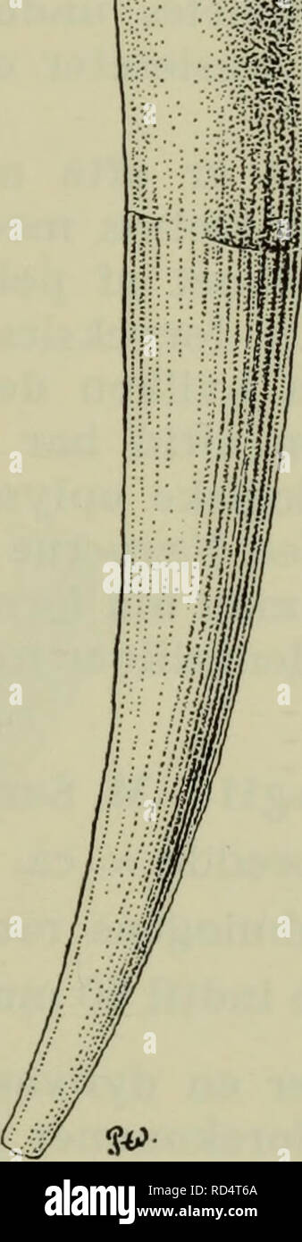 . Danmarks Fauna; illustrerede haandbøger über den Danske dyreverden... . Lem Abb. 40. Abb. 41. Abb. 40. Dentalium occidentale. Orig. Abb. 41. Dentalium vulgare. Orig. 5*. Bitte beachten Sie, dass diese Bilder sind von der gescannten Seite Bilder, die digital für die Lesbarkeit verbessert haben mögen - Färbung und Aussehen dieser Abbildungen können nicht perfekt dem Original ähneln. extrahiert. Dansk naturhistorisk Forening. København, G.E.C. Gad Stockfoto