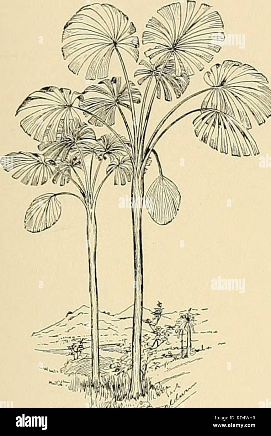 . Cyclopedia der amerikanischen Gartenbau, bestehend aus Anregungen für den Anbau von Gartenpflanzen, Beschreibungen der Arten von Obst, Gemüse, Blumen und Zierpflanzen in den Vereinigten Staaten und in Kanada verkauft, zusammen mit geographischen und Biographische Skizzen. Im Garten arbeiten. LICUALA LIGUSTRUM 911 AA. Lvs. dlgitately unterteilt: Lappen schmal. E. Lohes weniger als 12. Jean^ nceyi, Sander. Ein Zwerg, eine rasch wachsende Palm: Ivs. tief leuchtendes Grün; Lappen Blunt, 5. bis 8. New Guinea. Gn. 55, S. 71. Zb. 11:291. G.M. il: 341. BB. Nocken 12 oder mehr. C. Blattstiele ivithout Stacheln in den oberen Teil. ^ laga Stockfoto