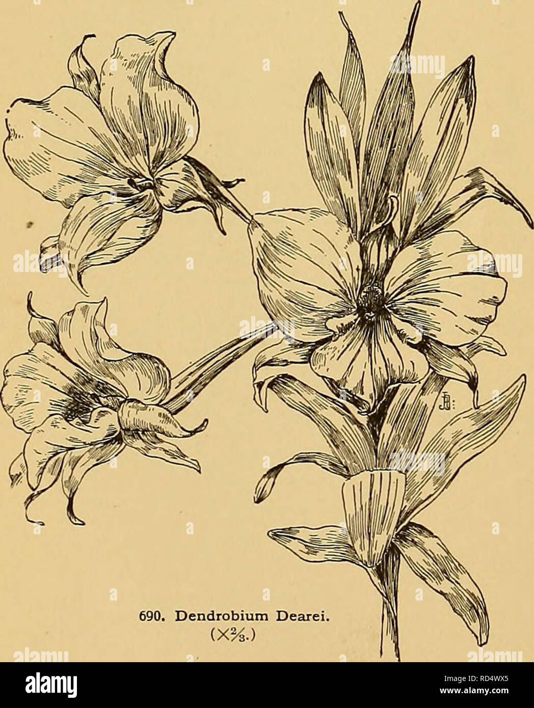 . Cyclopedia der amerikanischen Gartenbau, bestehend aus Anregungen für den Anbau von Gartenpflanzen, Beschreibungen der Arten von Obst, Gemüse, Blumen und Zierpflanzen in den Vereinigten Staaten und in Kanada verkauft, zusammen mit geographischen und Biographische Skizzen. Im Garten arbeiten. 468 Dendrobium Dendrobium A. Blütenstand racemose{Fl. usxially einsam in Jen - kinsli). B. Hacemes dicht bepflanzten. c. Blütenblätter Rosa oder Violett. 1. secundum, an der Wand. Pseudobulben terete, fast 2 m lang: Ivs. Eiförmig-länglich; fls. alle auf einer Seite des Blütenstandsstiels, überfüllt; Petalen kleiner als die Kelchblätter, rose-violett; Stockfoto